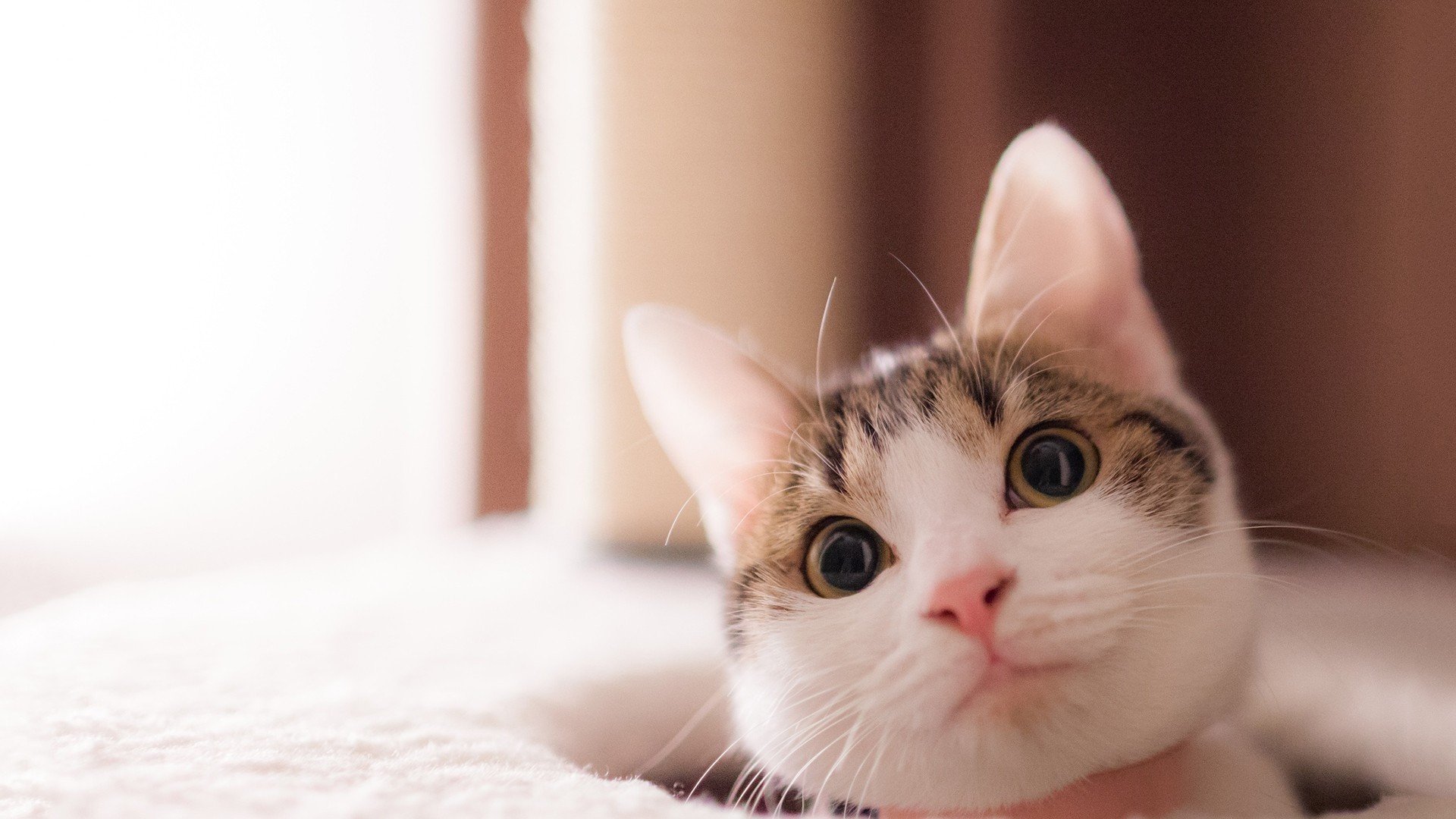 萌宠,动物,喵星人,猫