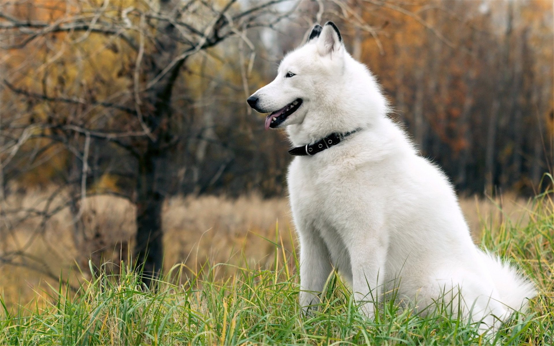 萌宠,动物,汪星人,狗,萨摩耶