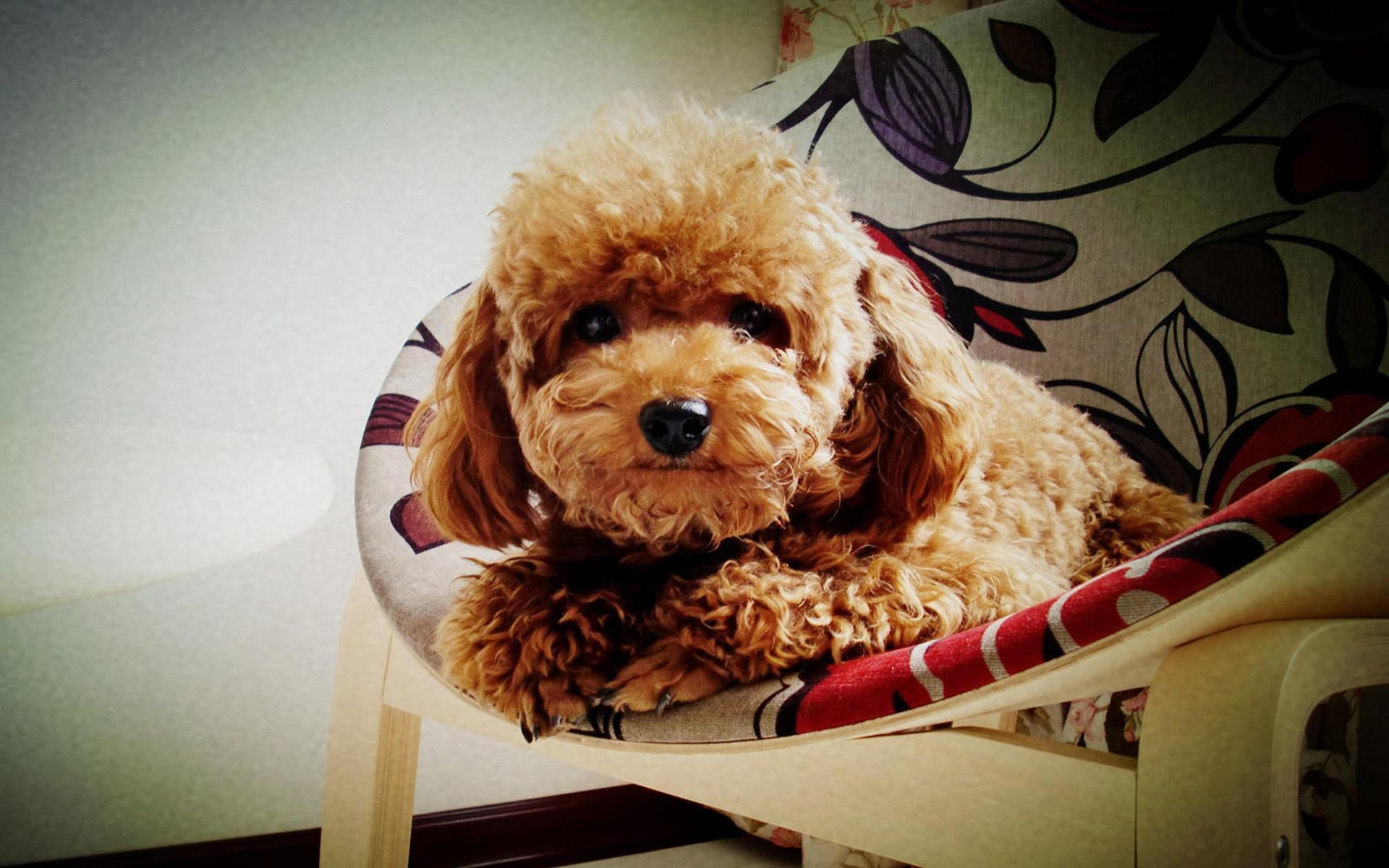 萌宠,动物,汪星人,狗,泰迪