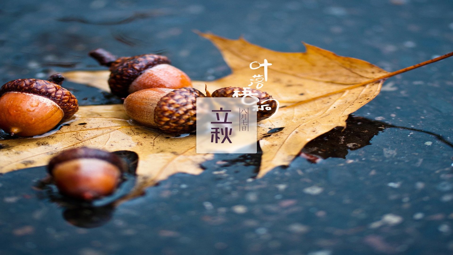 二十四节气,立秋