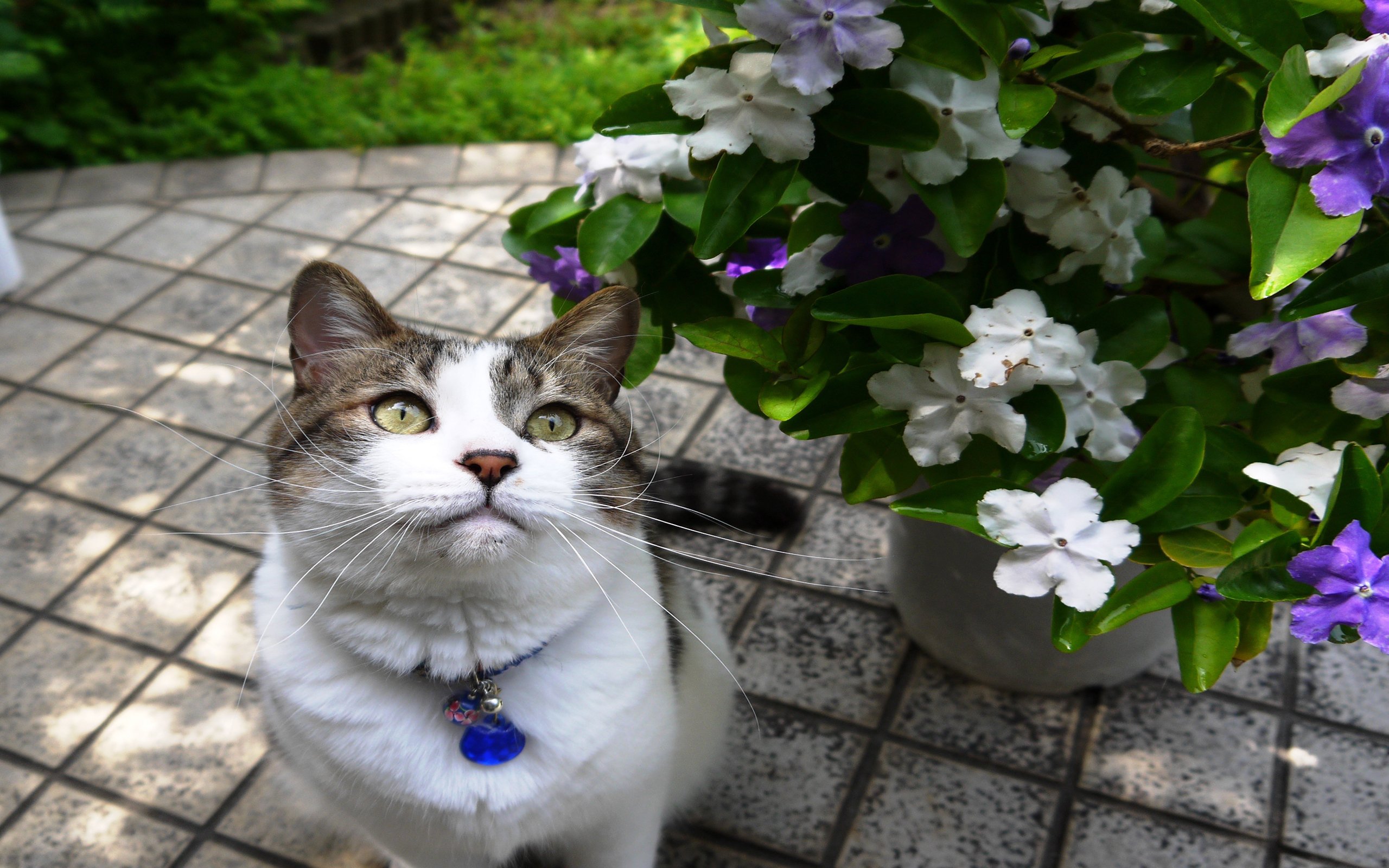 萌宠,动物,喵星人,猫