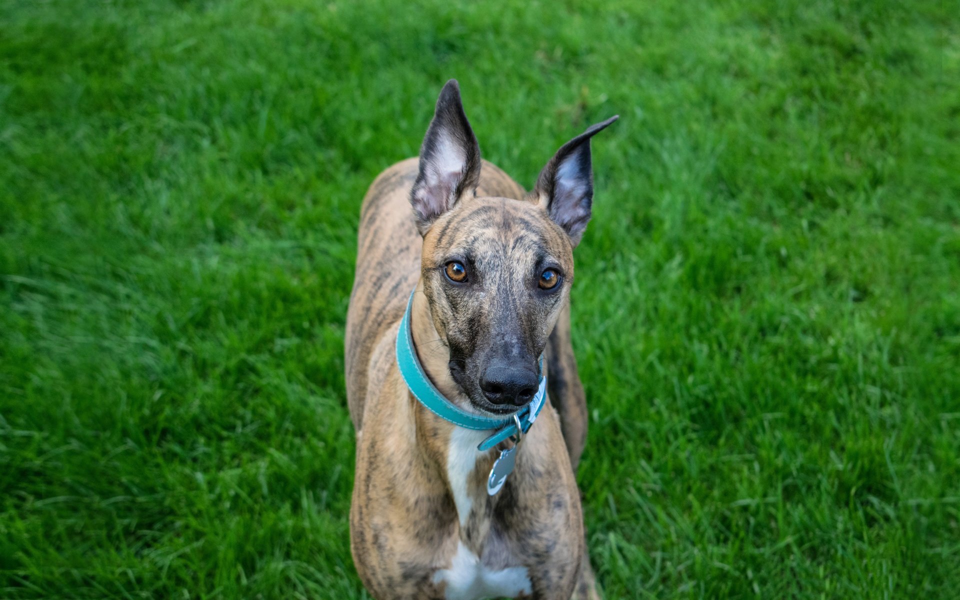 萌宠,动物,汪星人,狗,马犬