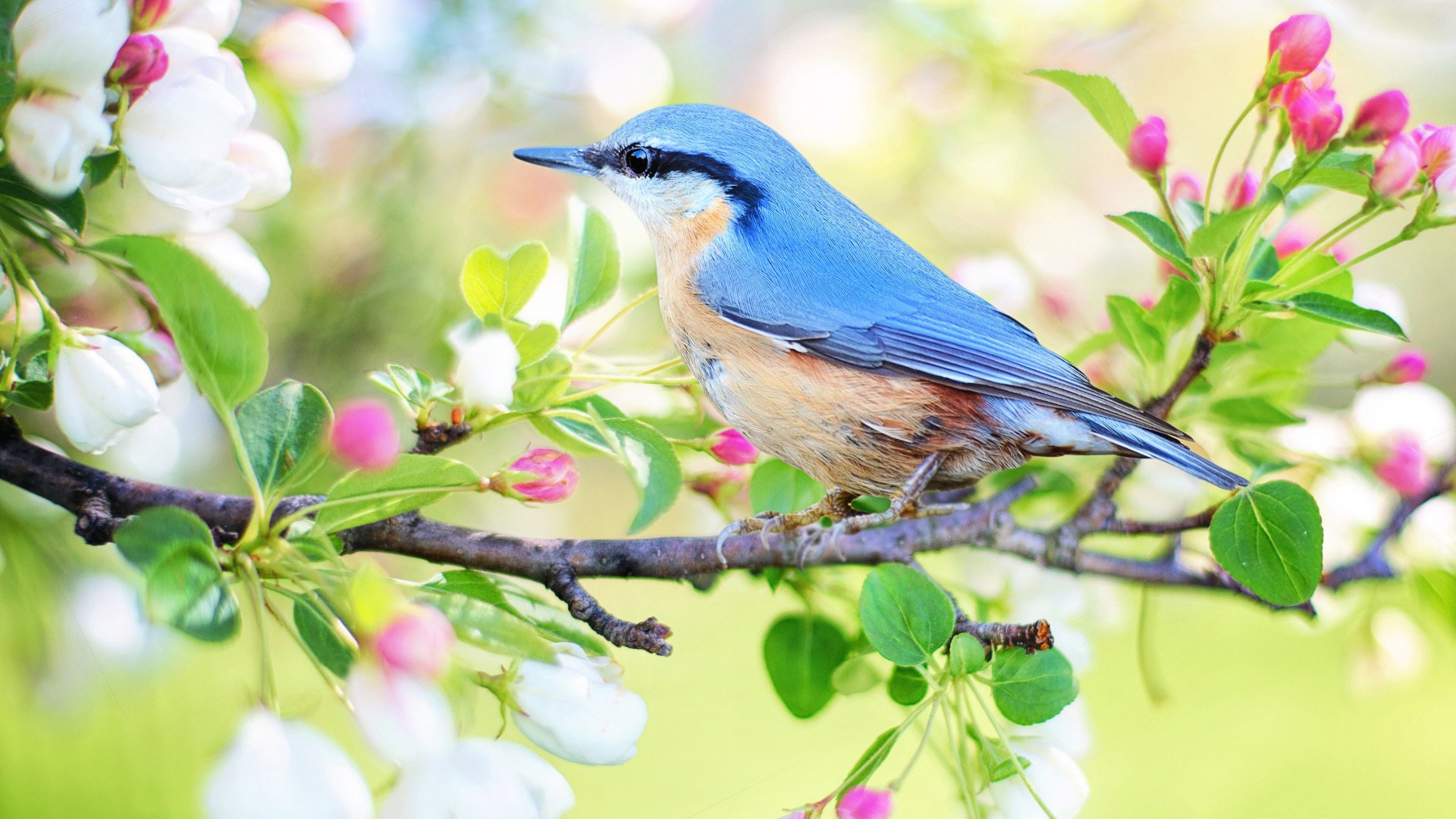 萌宠,动物,小鸟天地,鸟