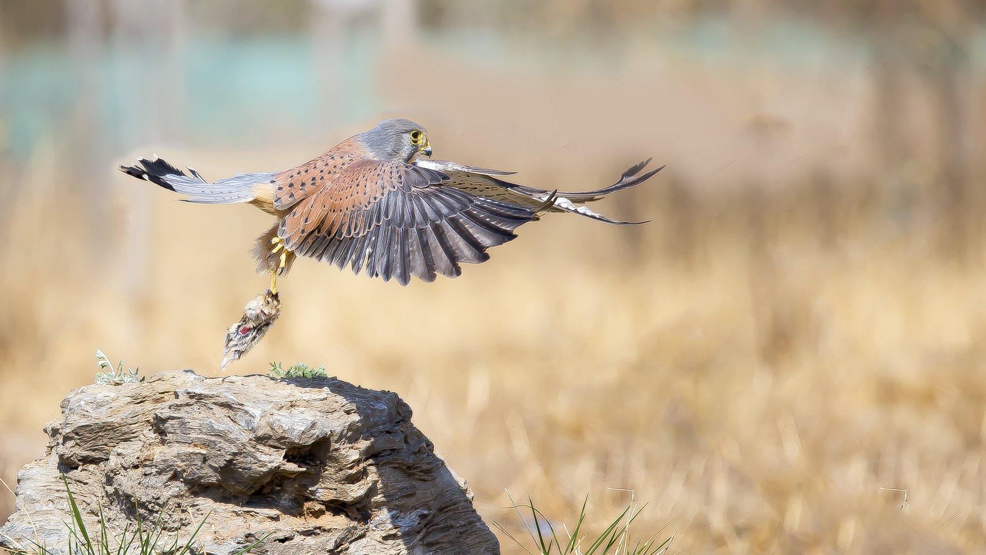 动物,飞禽,红隼
