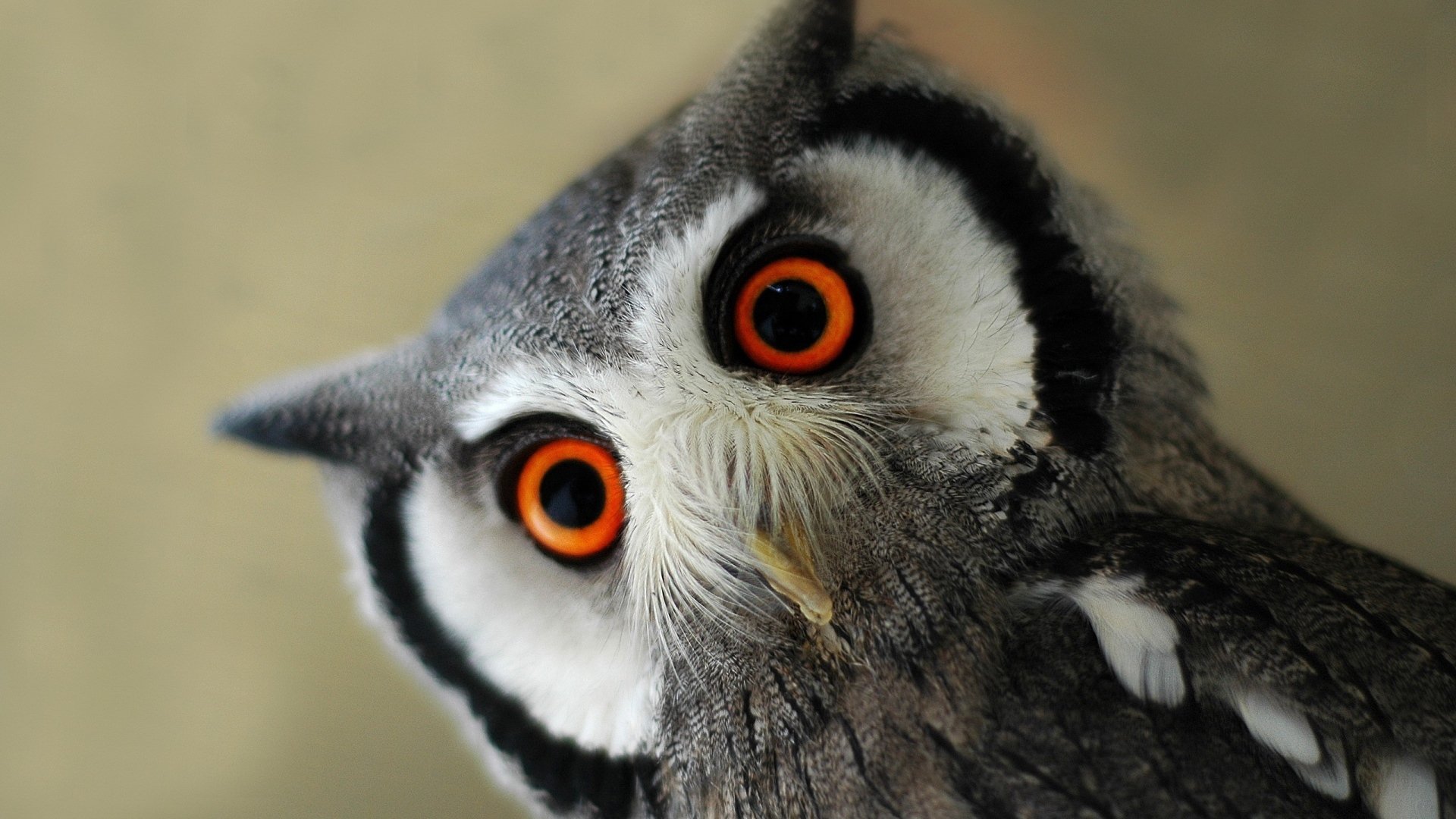 动物,猫头鹰,古灵精怪