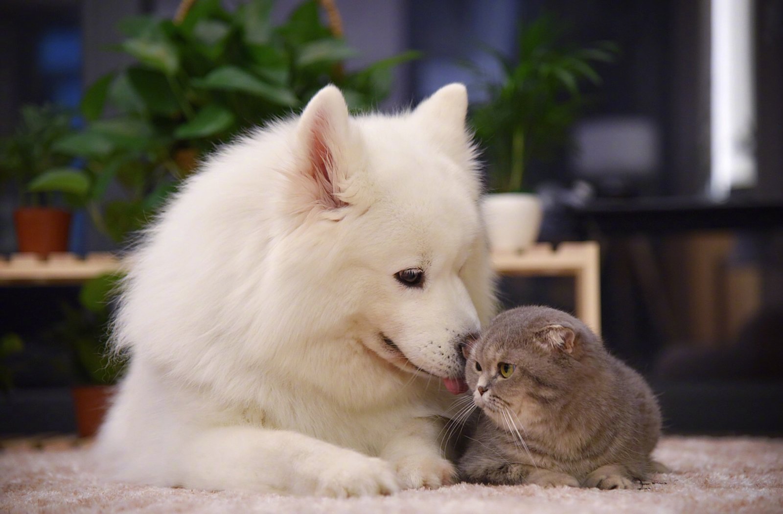 萌宠,动物,喵星人,汪星人,萨摩耶