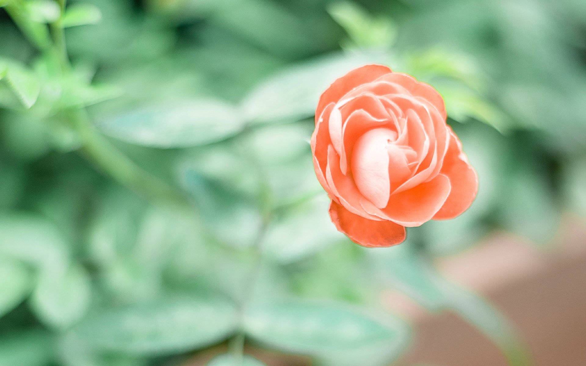 小清新,植物,花朵,娇艳欲滴
