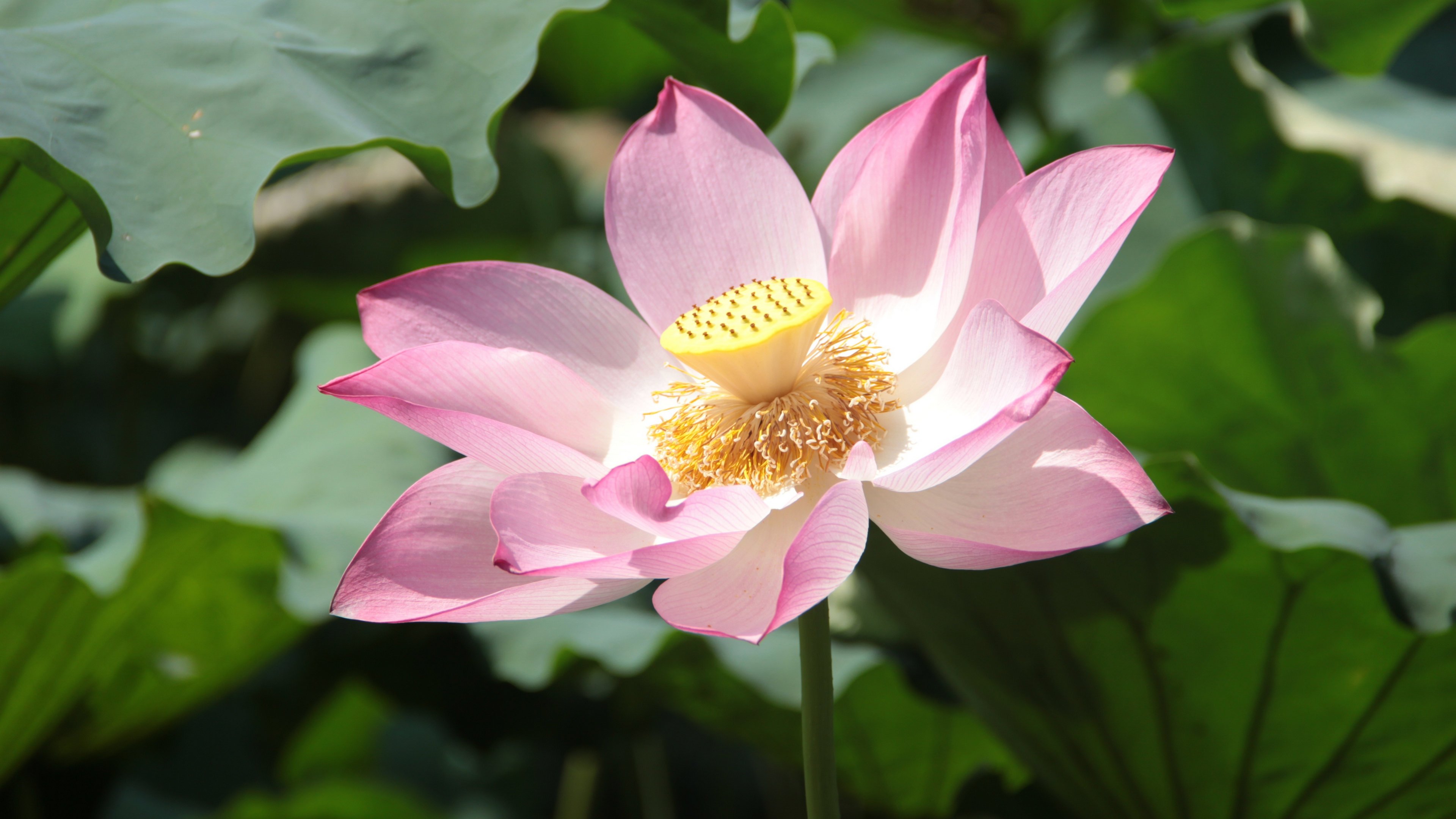 4K,静物写真,荷花