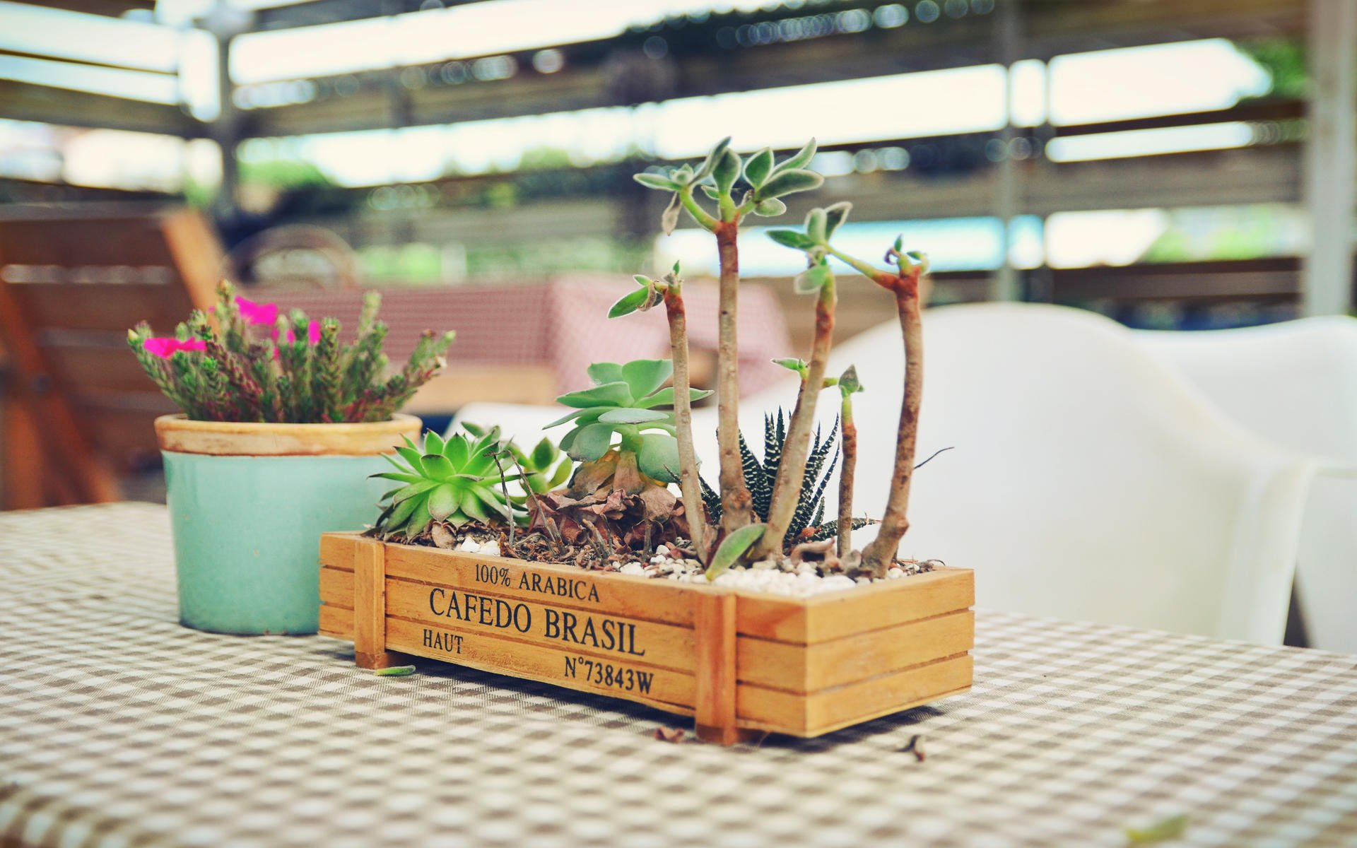 小清新,植物,盆栽,静物写真