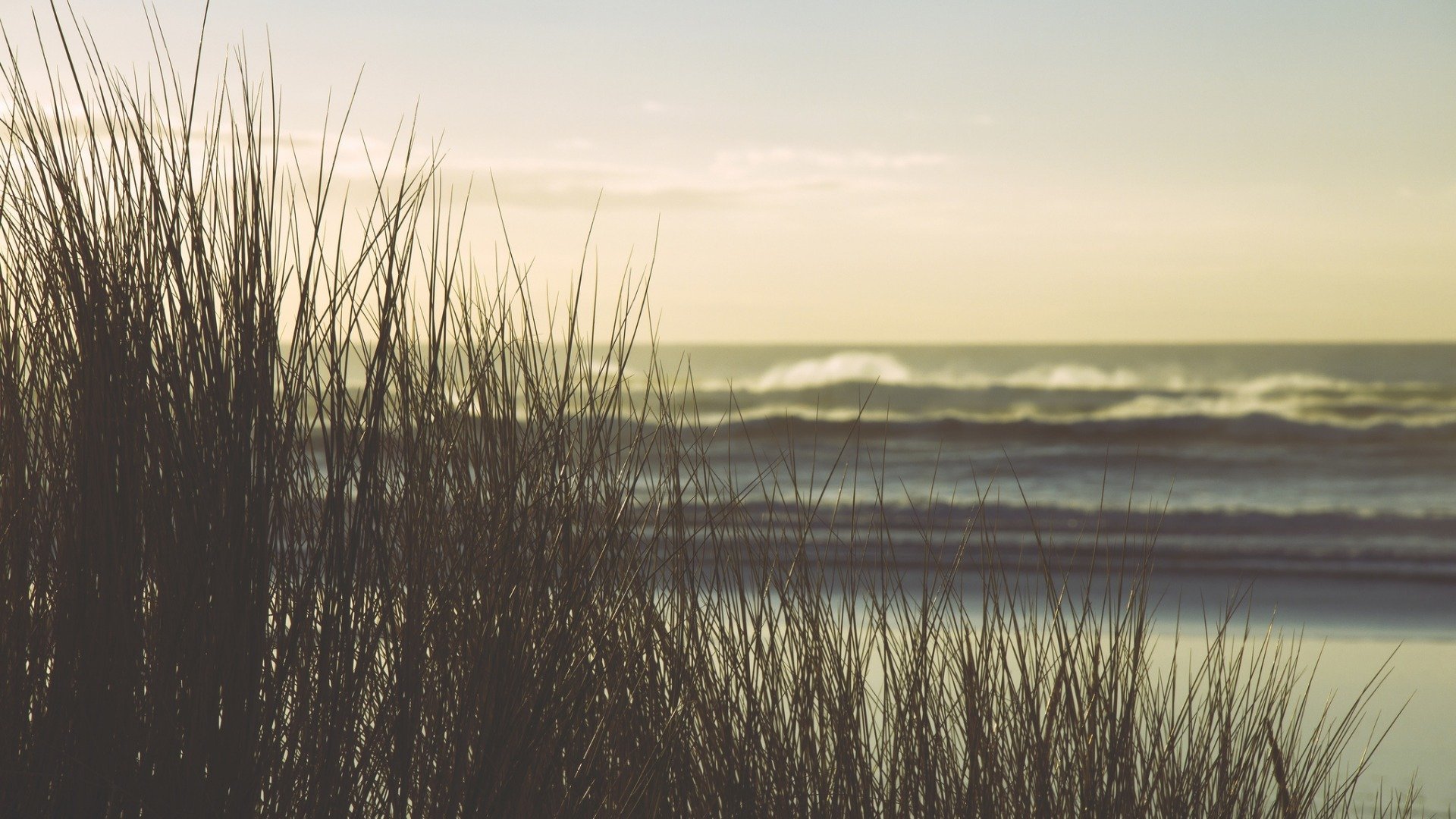 小清新,舒缓压力,植物