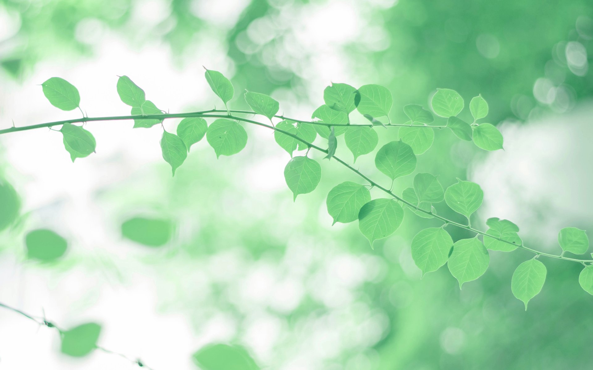 小清新,清新淡雅,绿叶