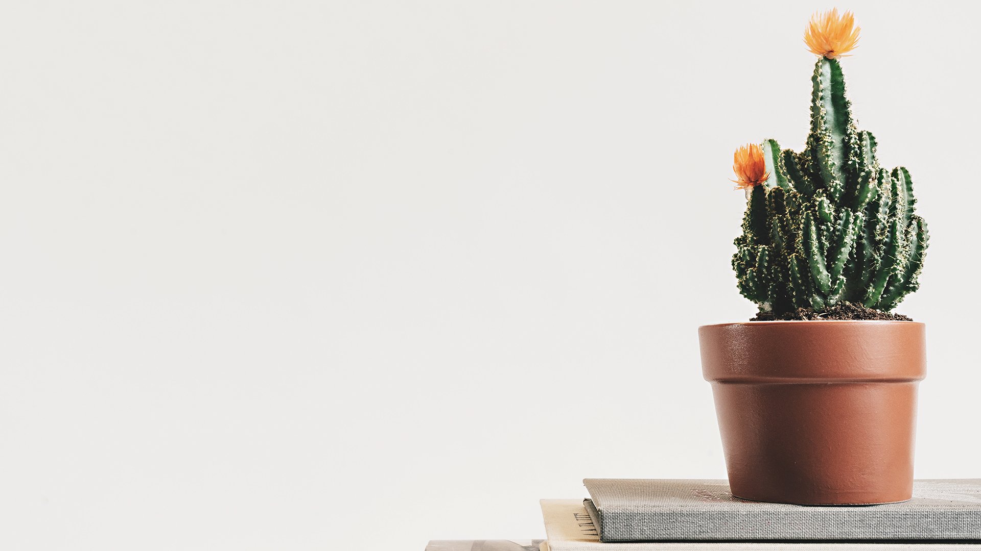 小清新,静物写真,仙人球,盆栽