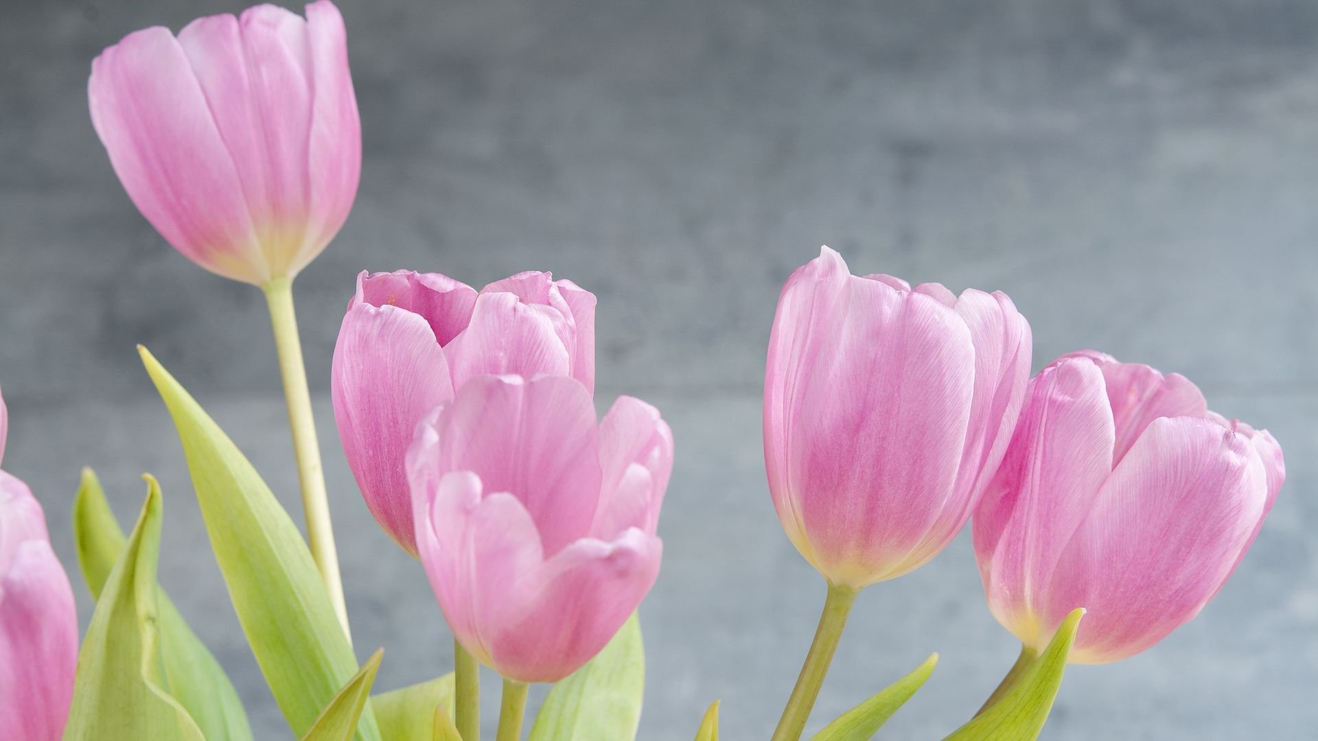 小清新,鸟语花香,粉色郁金香