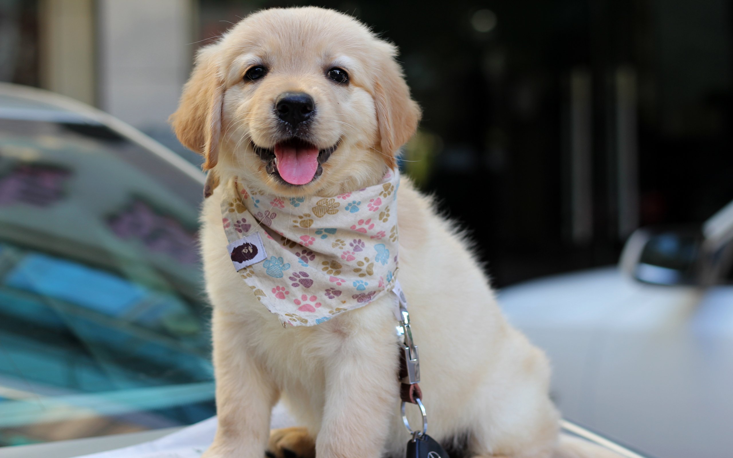 萌宠,动物,汪星人,狗,金毛犬