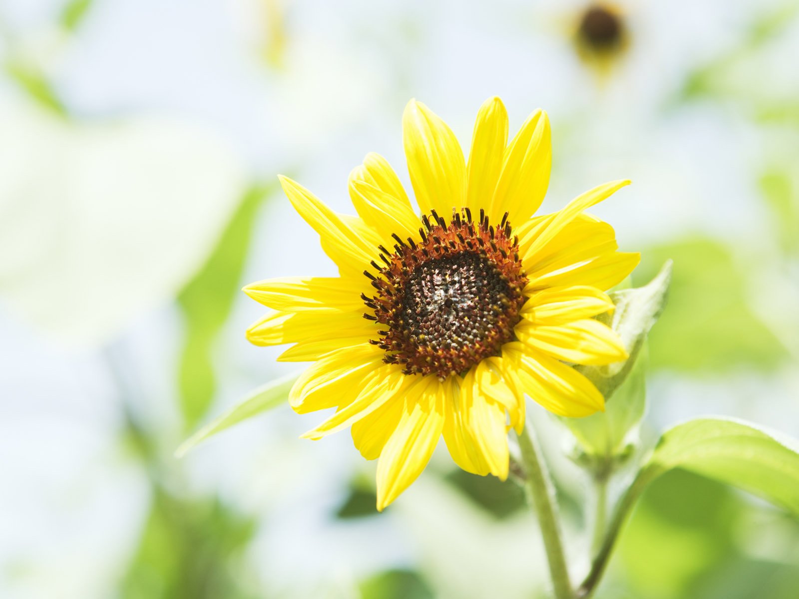 小清新,花朵,向日葵,鸟语花香
