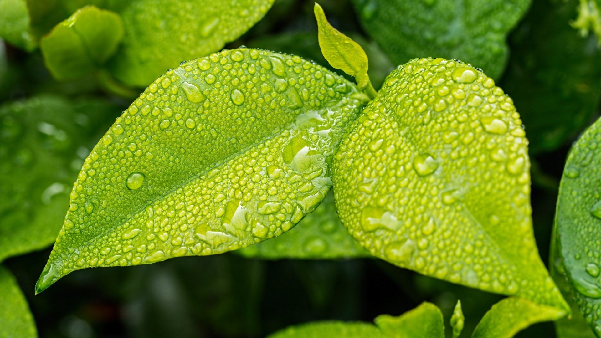 小清新,护眼壁纸,树叶,露珠,绿植