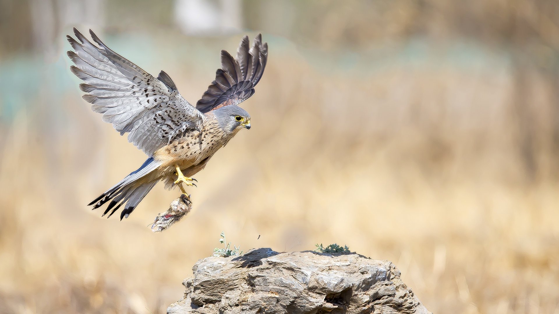 动物,飞禽,红隼