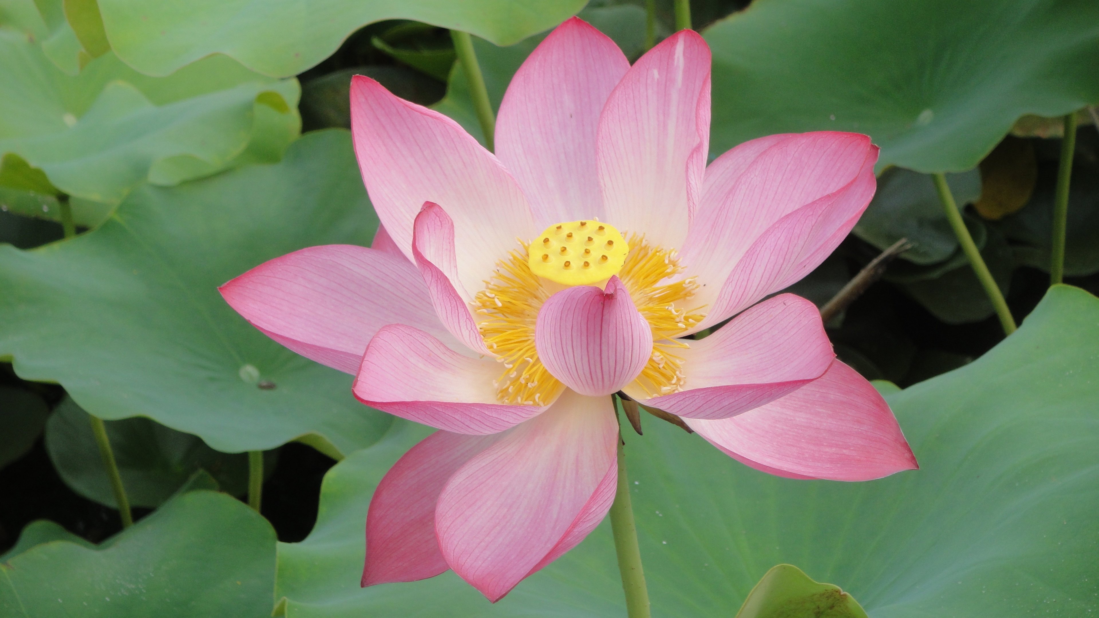 4K,荷花,花朵,花卉