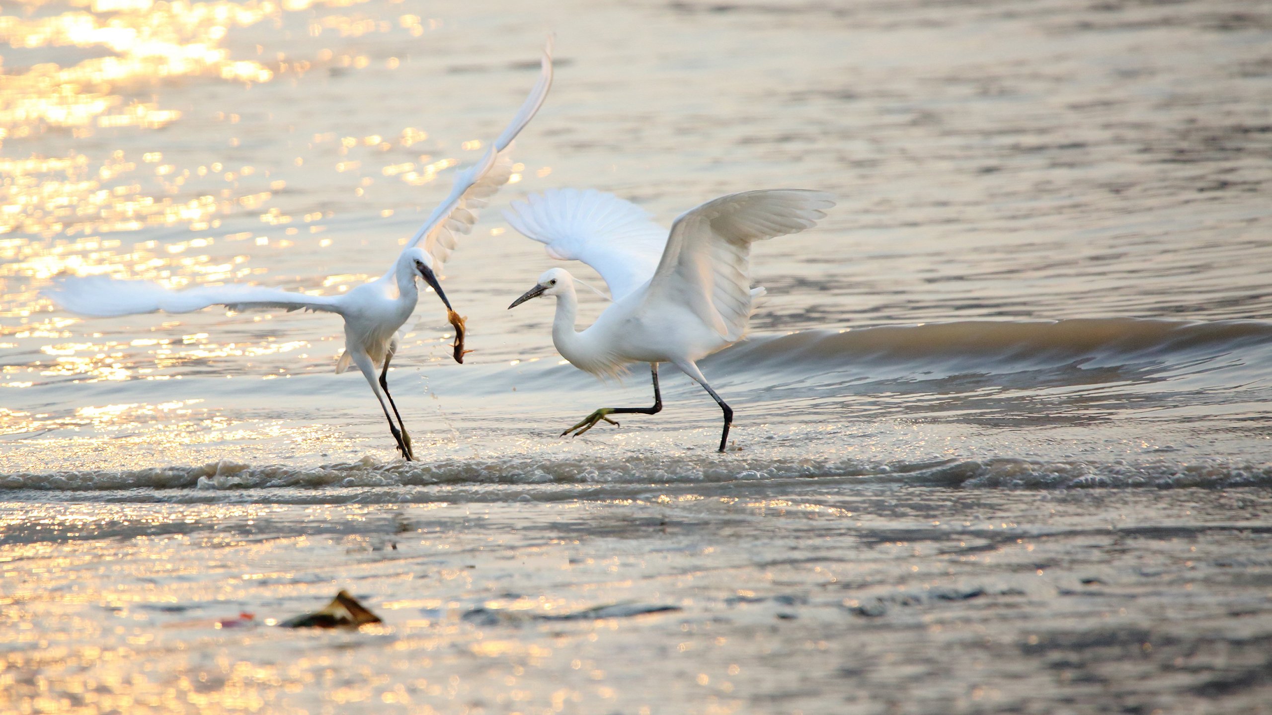 动物,白鹭,野生动物