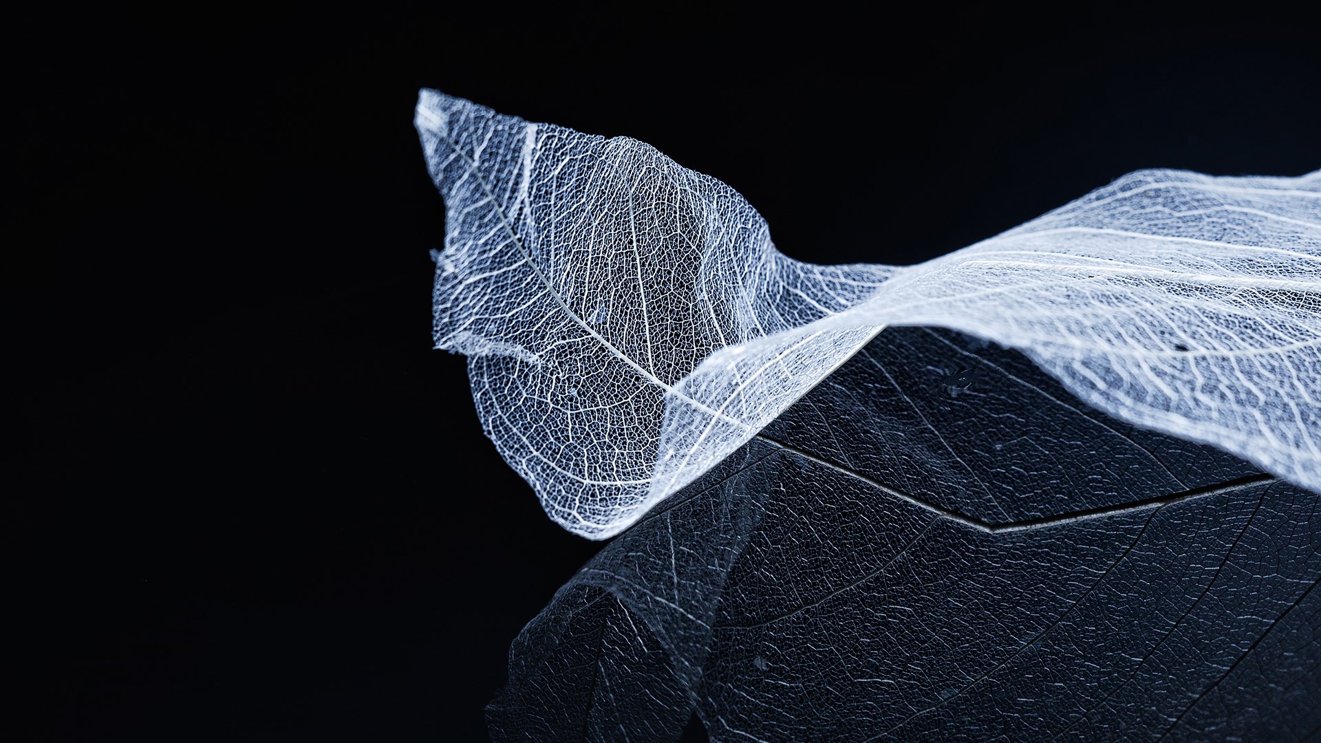 炫酷时尚,创意,简约,树叶,纹理