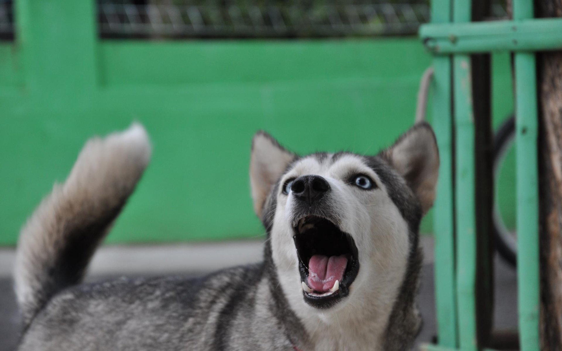 萌宠,动物,汪星人狗,哈士奇,二哈