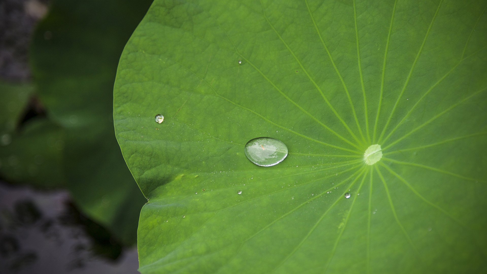 小清新,清新淡雅,荷叶,露珠
