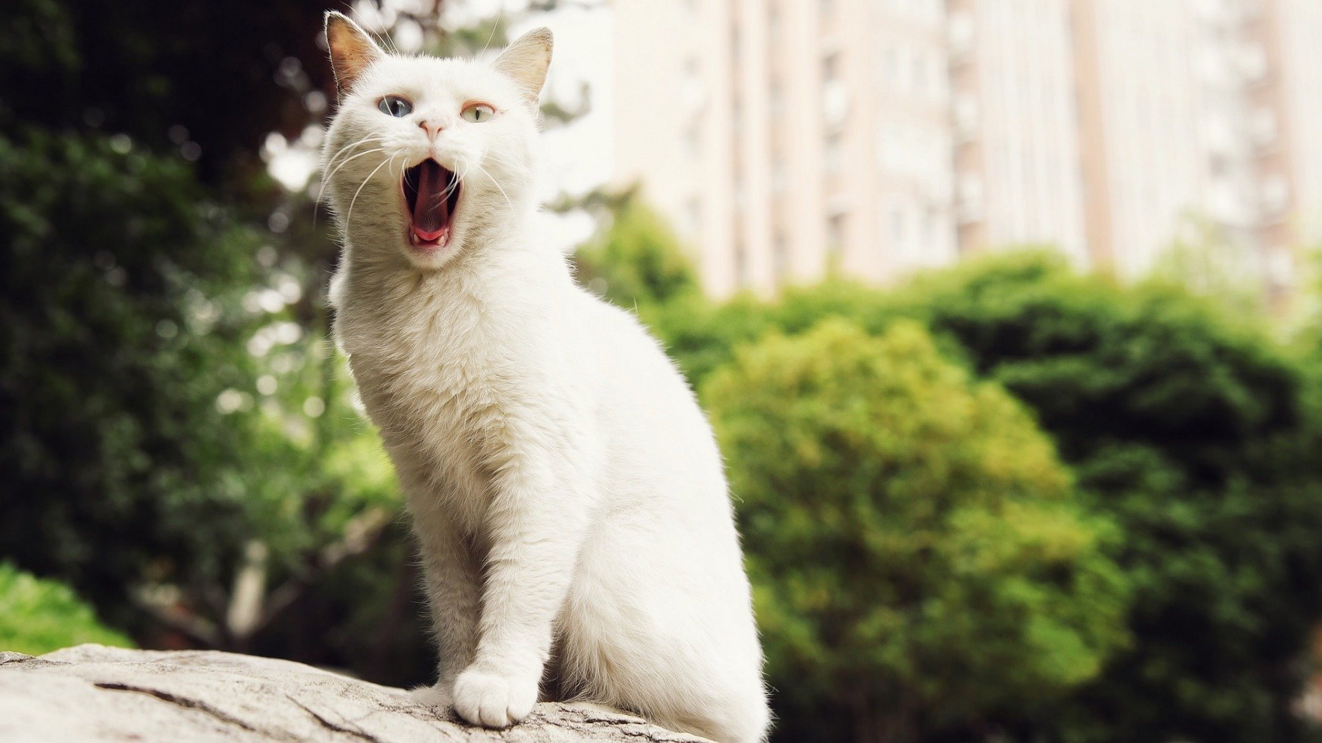 萌宠,动物,喵星人,猫