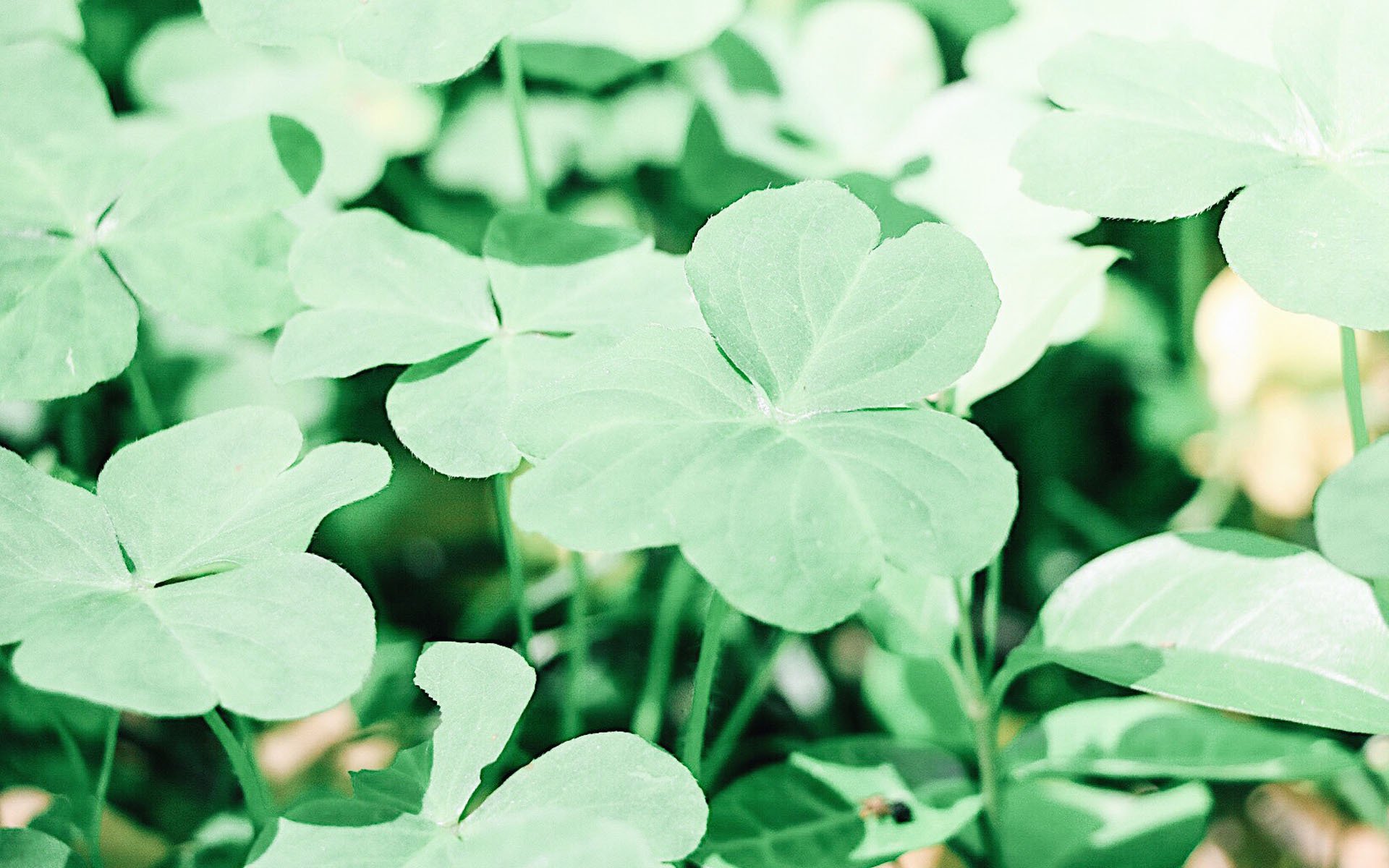 小清新,清新淡雅,植物