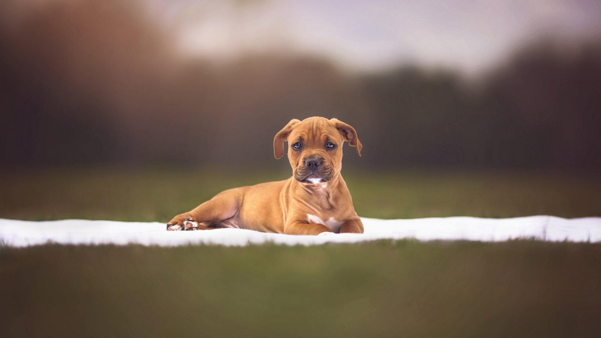 萌宠,动物,汪星人,狗