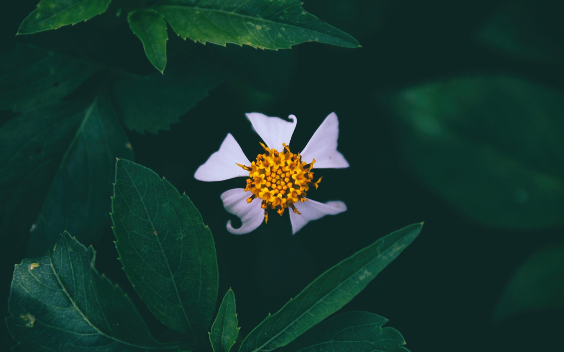小清新,舒缓压力,花朵