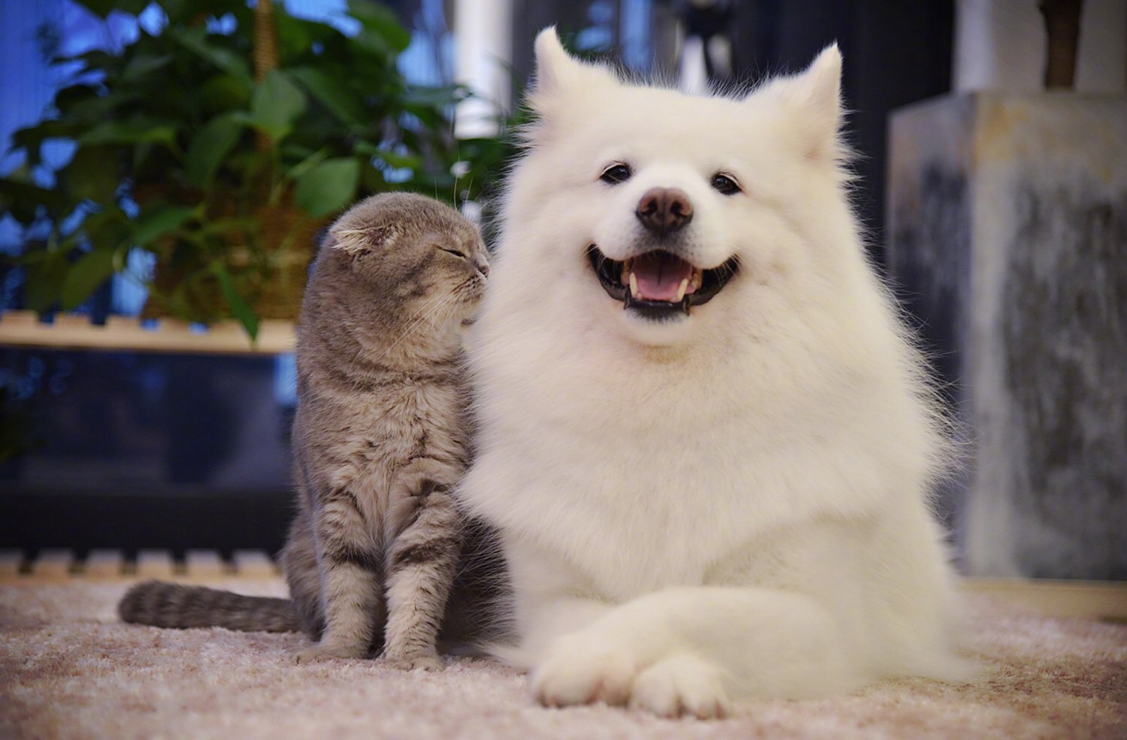 萌宠,动物,喵星人,汪星人,萨摩耶