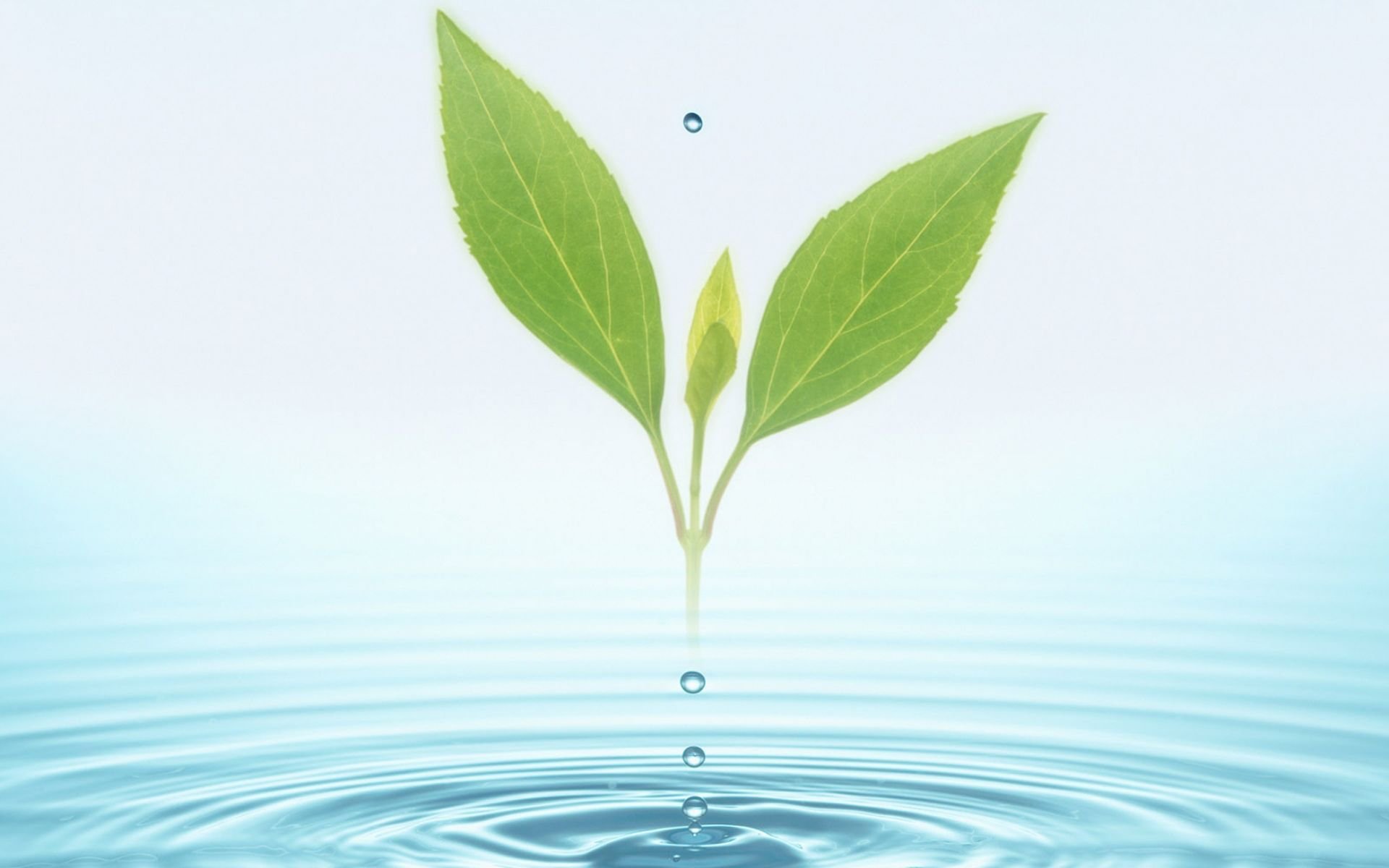 小清新,舒缓压力,树叶