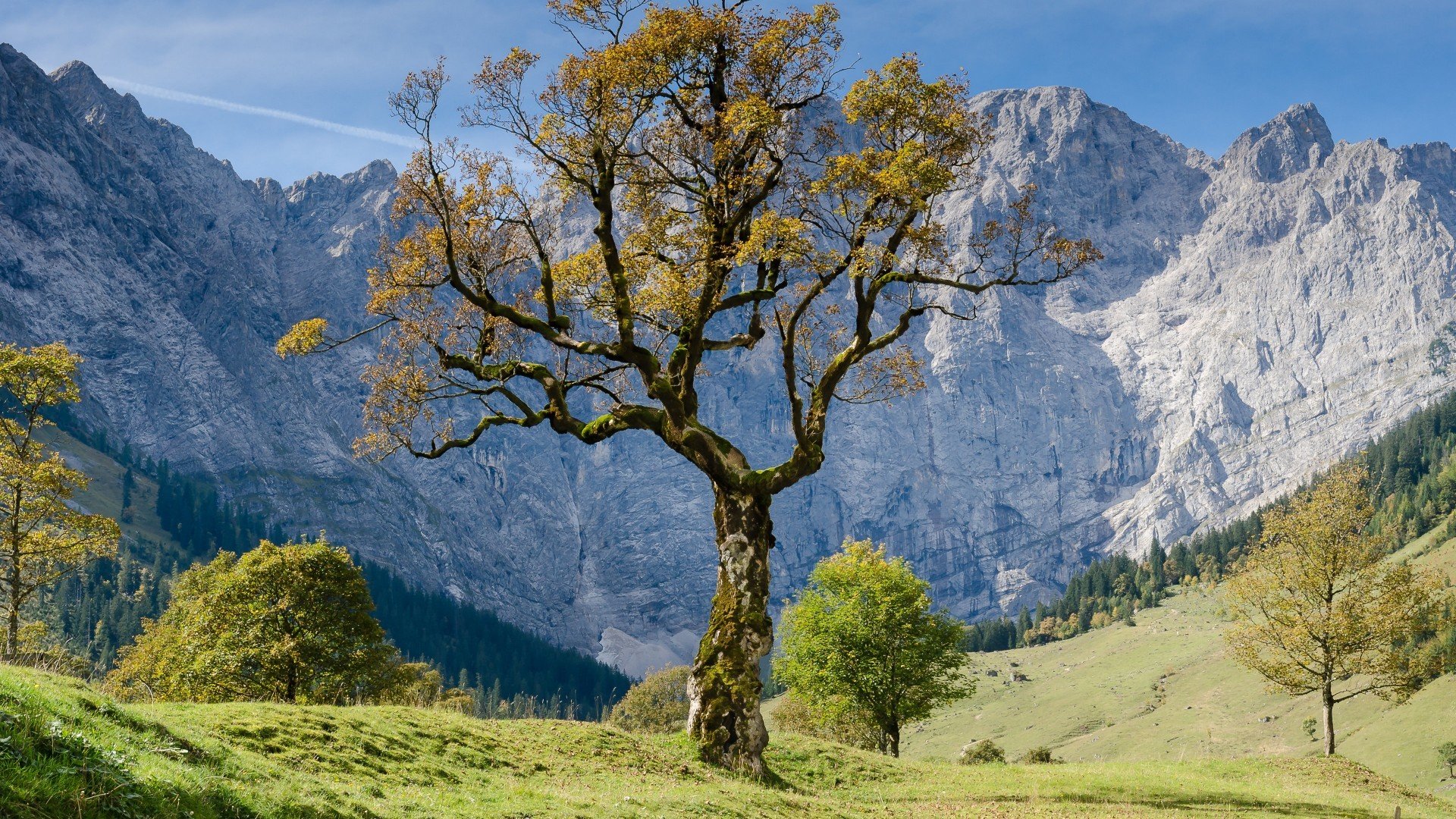 风景,自然风光,山川,山脉,山峰,森林,树木