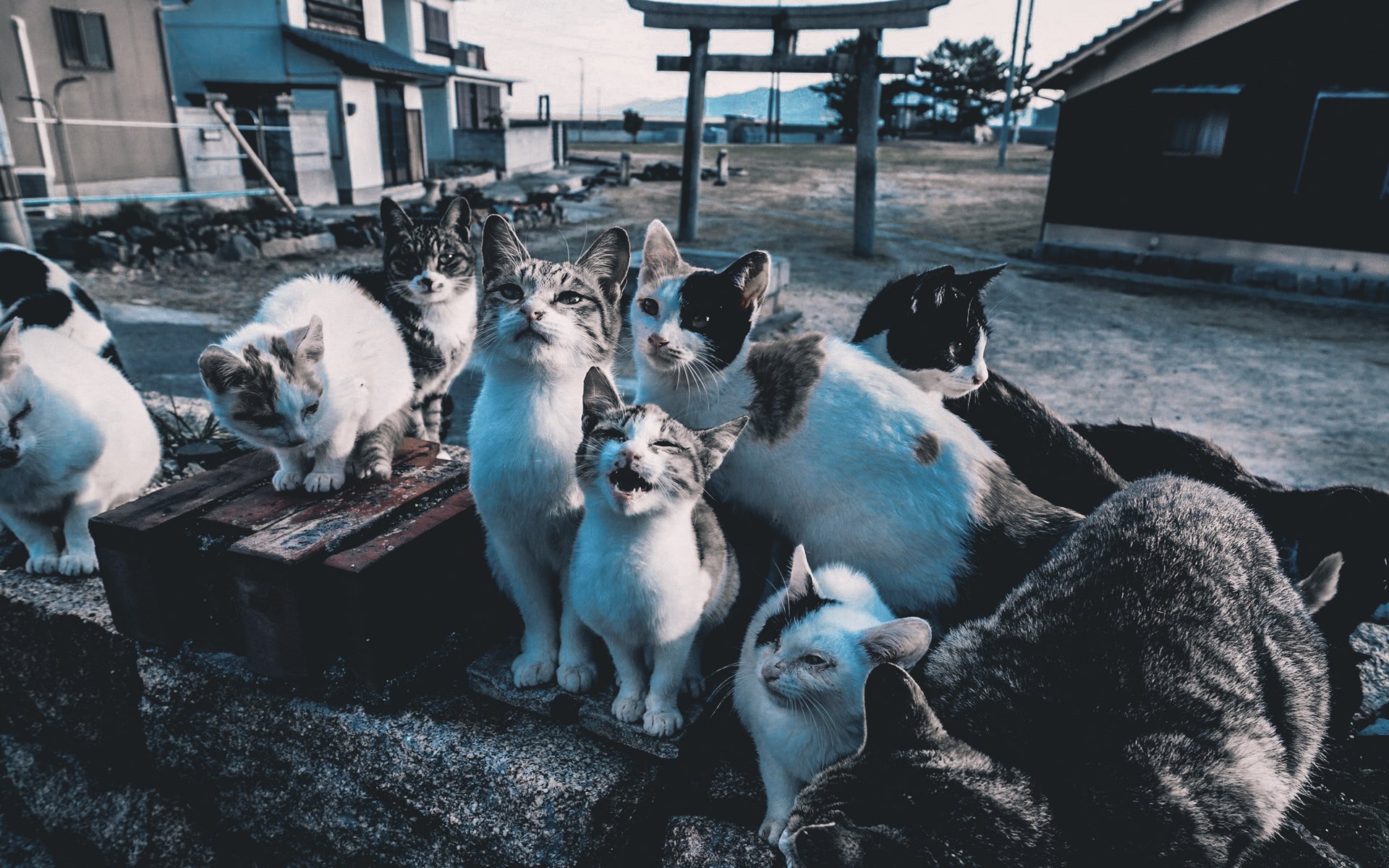 萌宠,动物,喵星人,猫