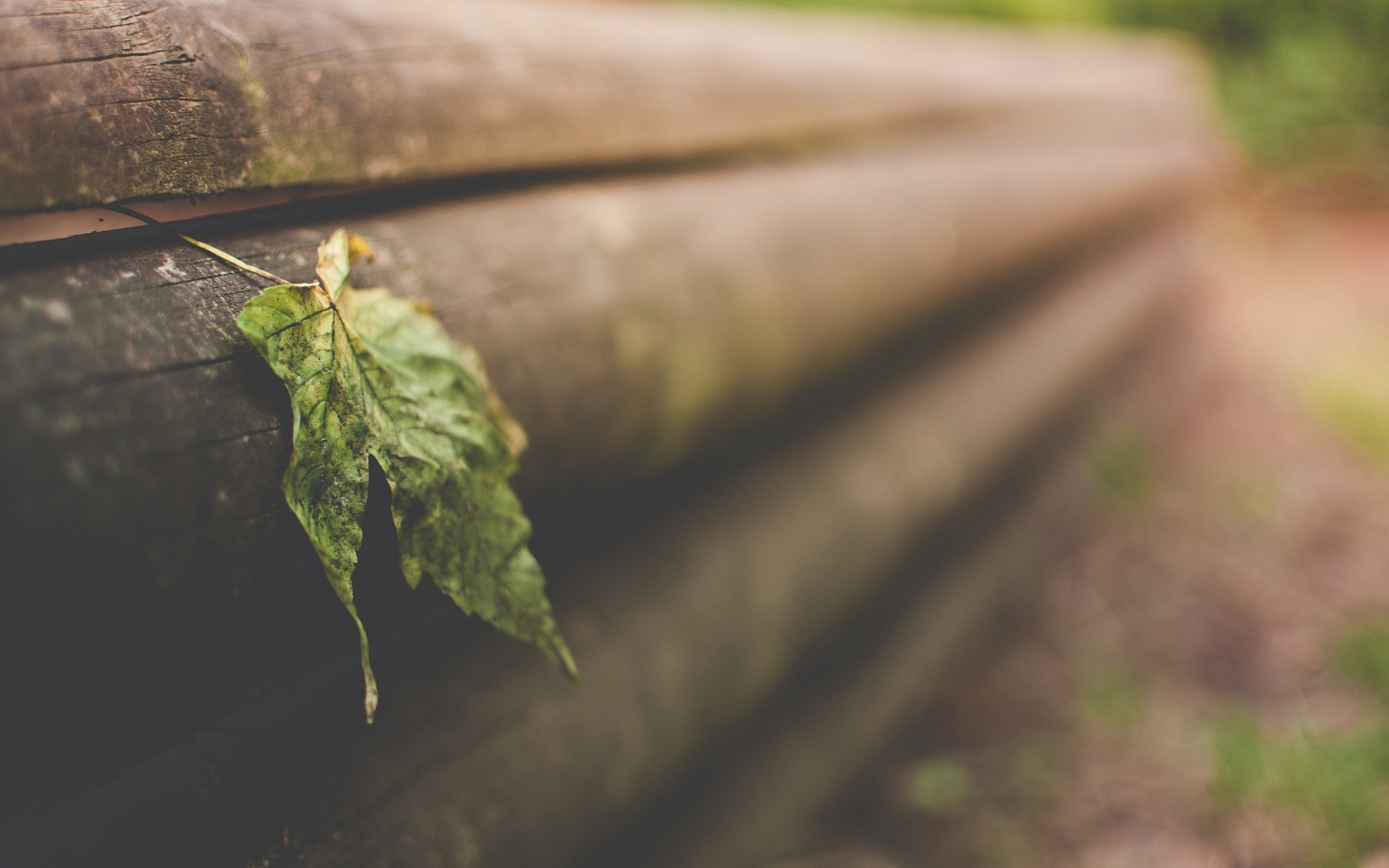 小清新,树叶,微距