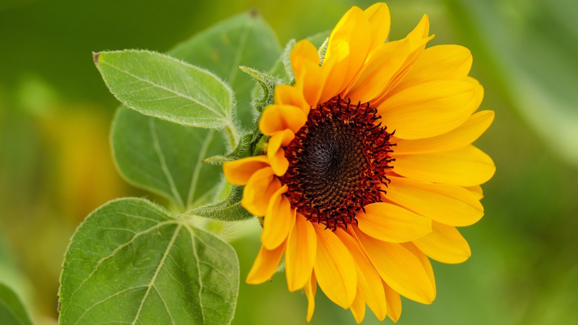 小清新,鸟语花香,向日葵