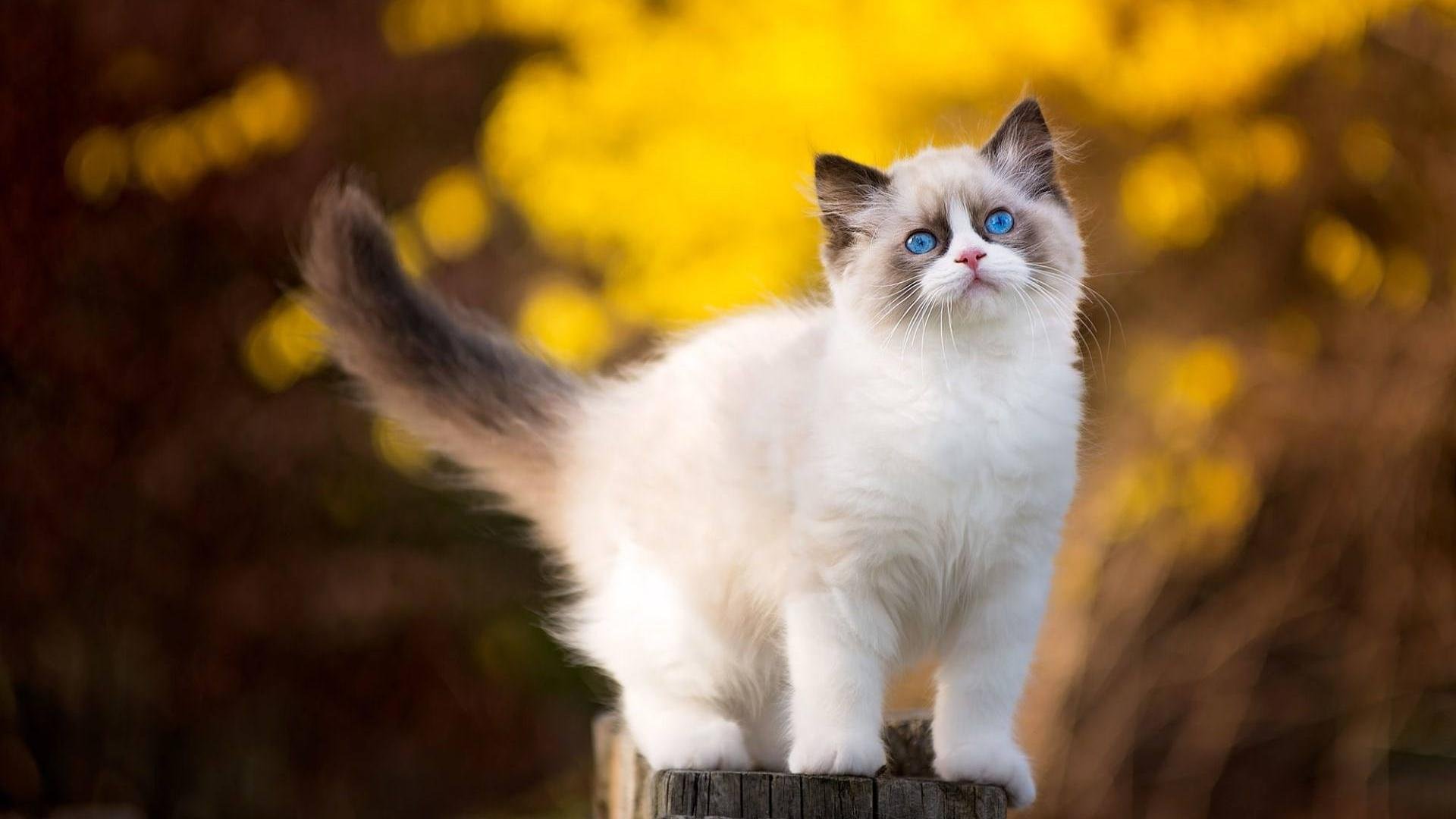 萌宠,动物,喵星人,猫