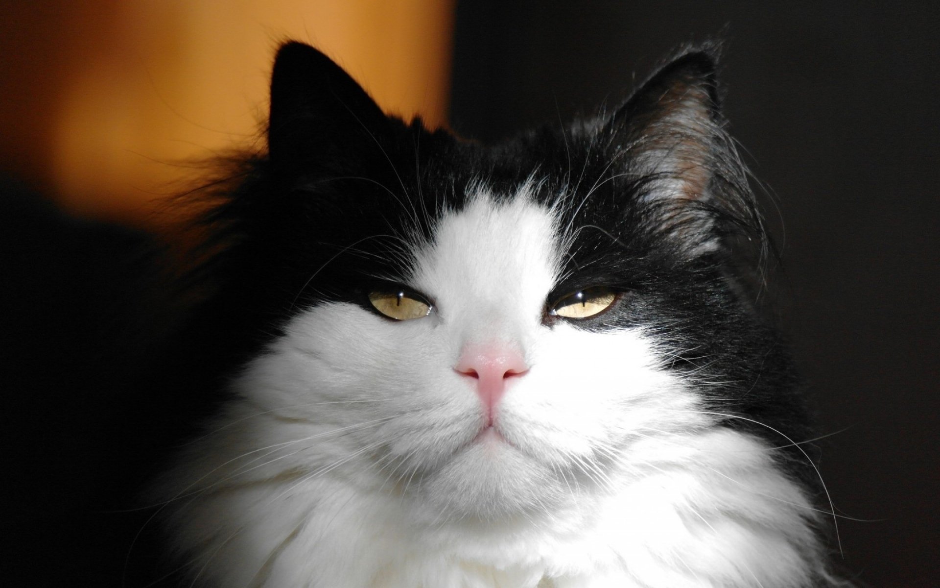 萌宠,动物,喵星人,猫