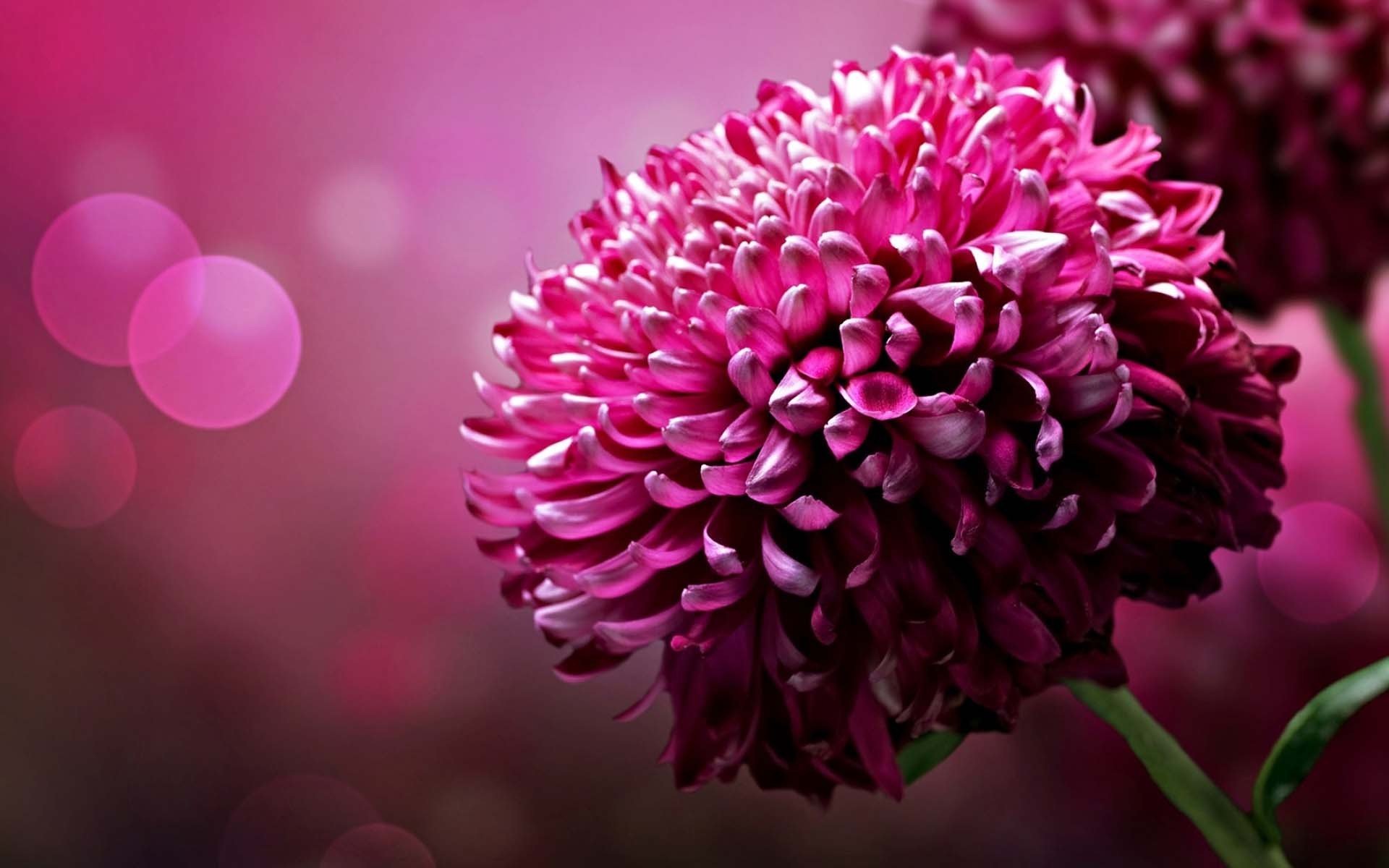 小清新,娇艳欲滴,花朵