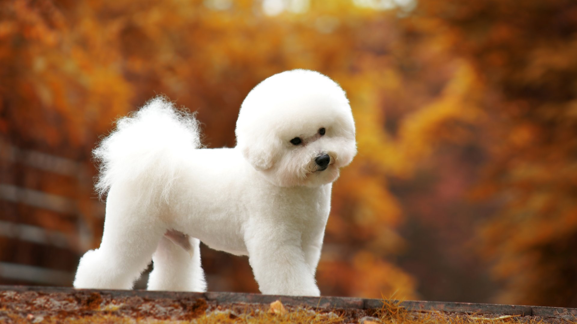 萌宠,动物,汪星人,狗,比熊犬