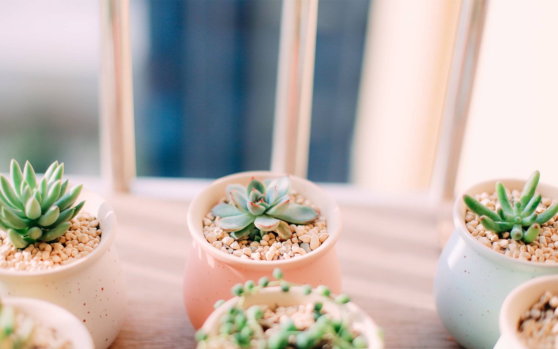 小清新,静物写真,盆栽