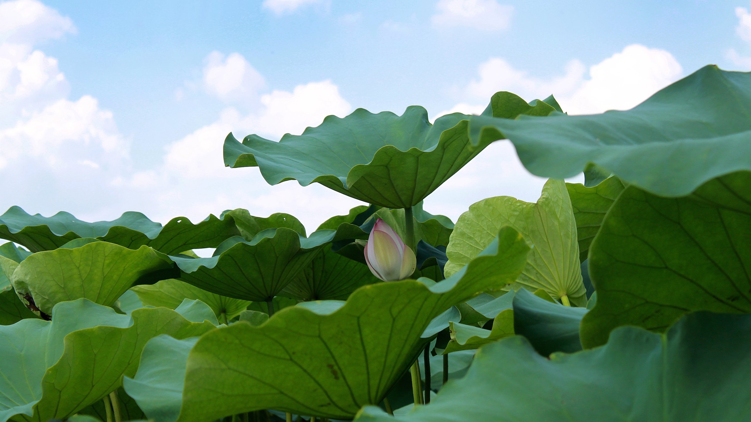 小清新,清新淡雅,荷花,荷叶