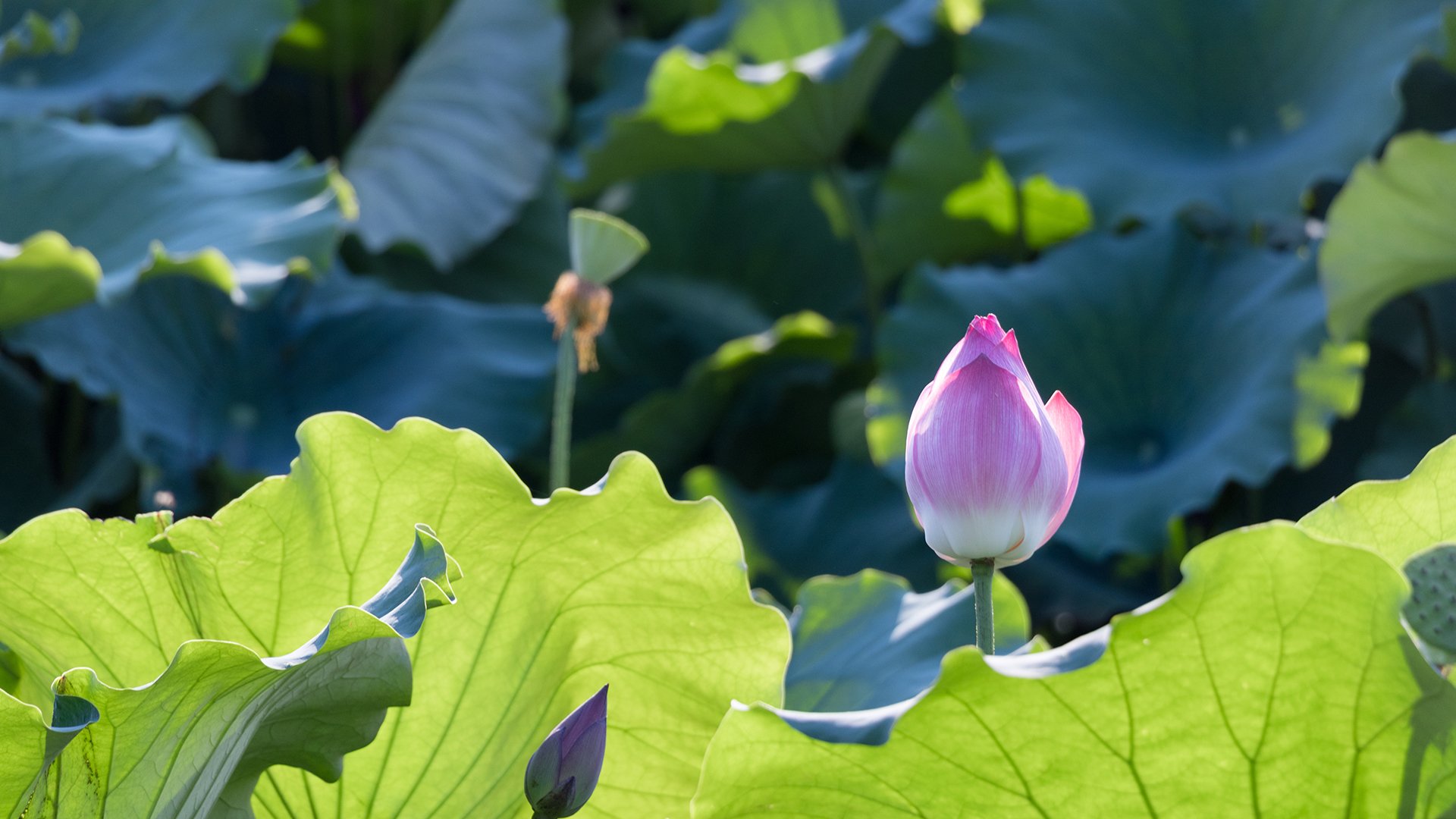 小清新,清新淡雅,荷花,荷塘