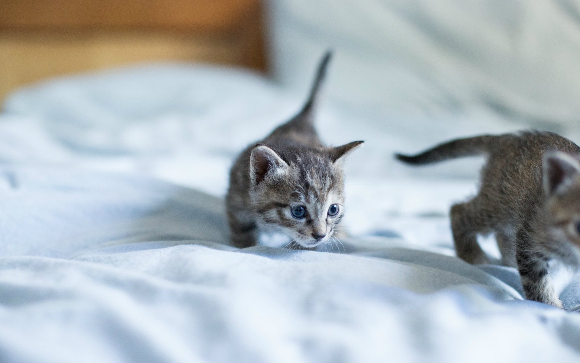 萌宠,动物,喵星人,猫