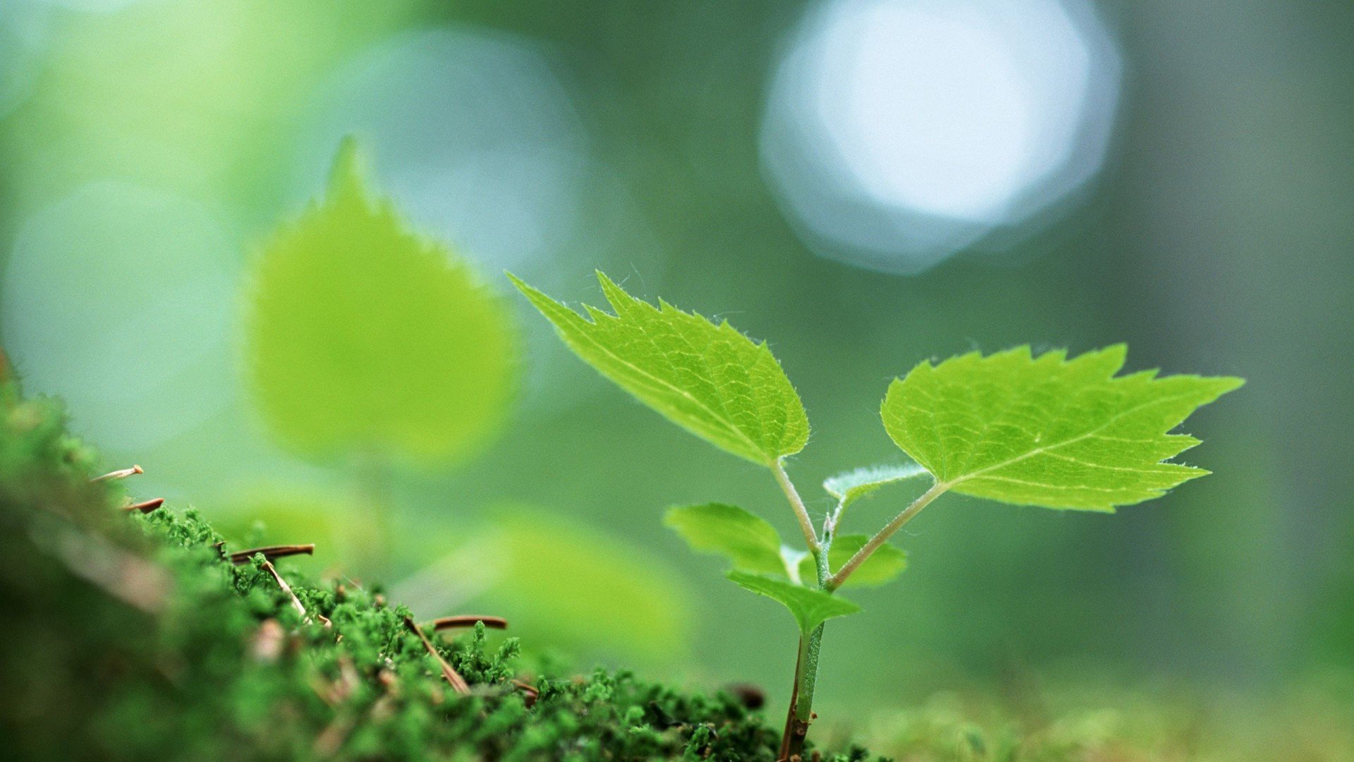 小清新,清新淡雅,嫩芽
