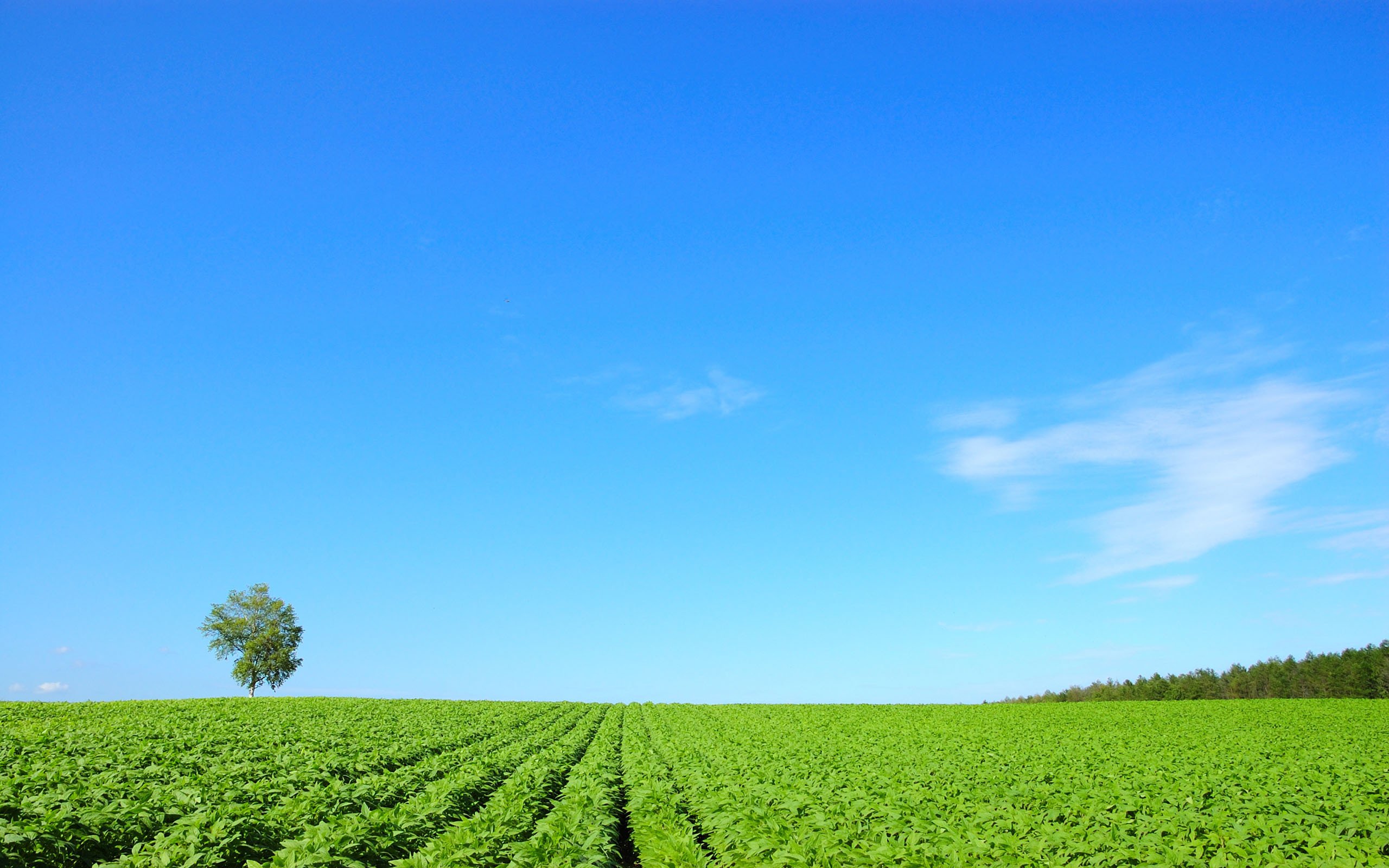 小清新,护眼壁纸,蓝天白云,草原