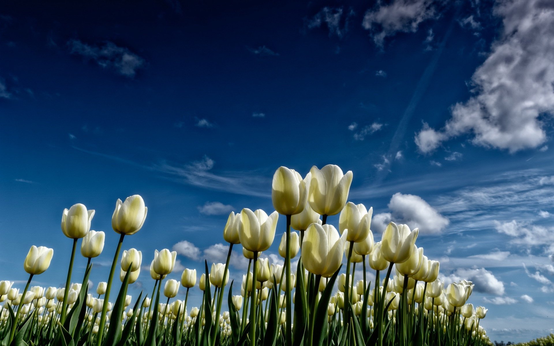 小清新,鸟语花香,郁金香