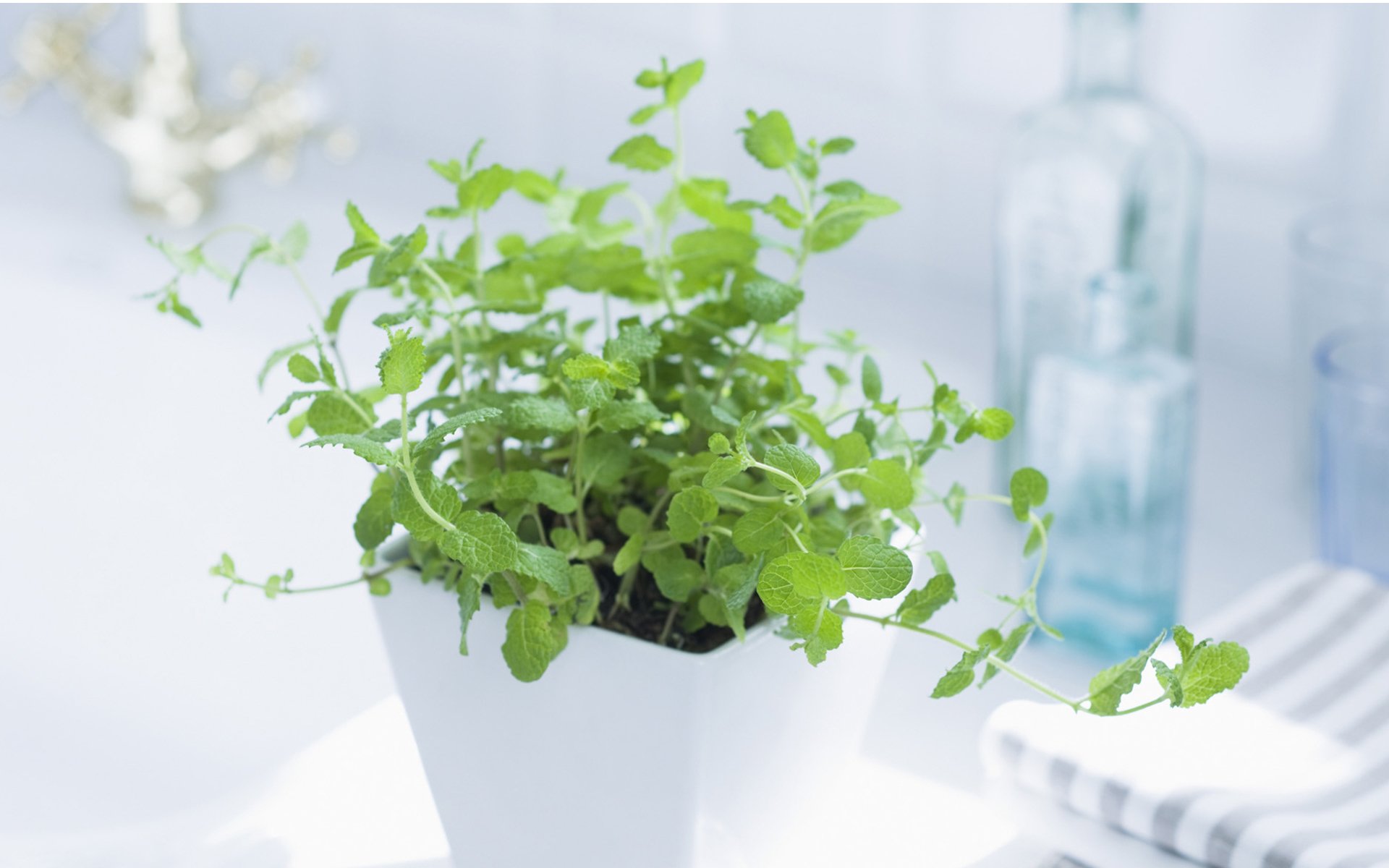 小清新,清新淡雅,盆栽