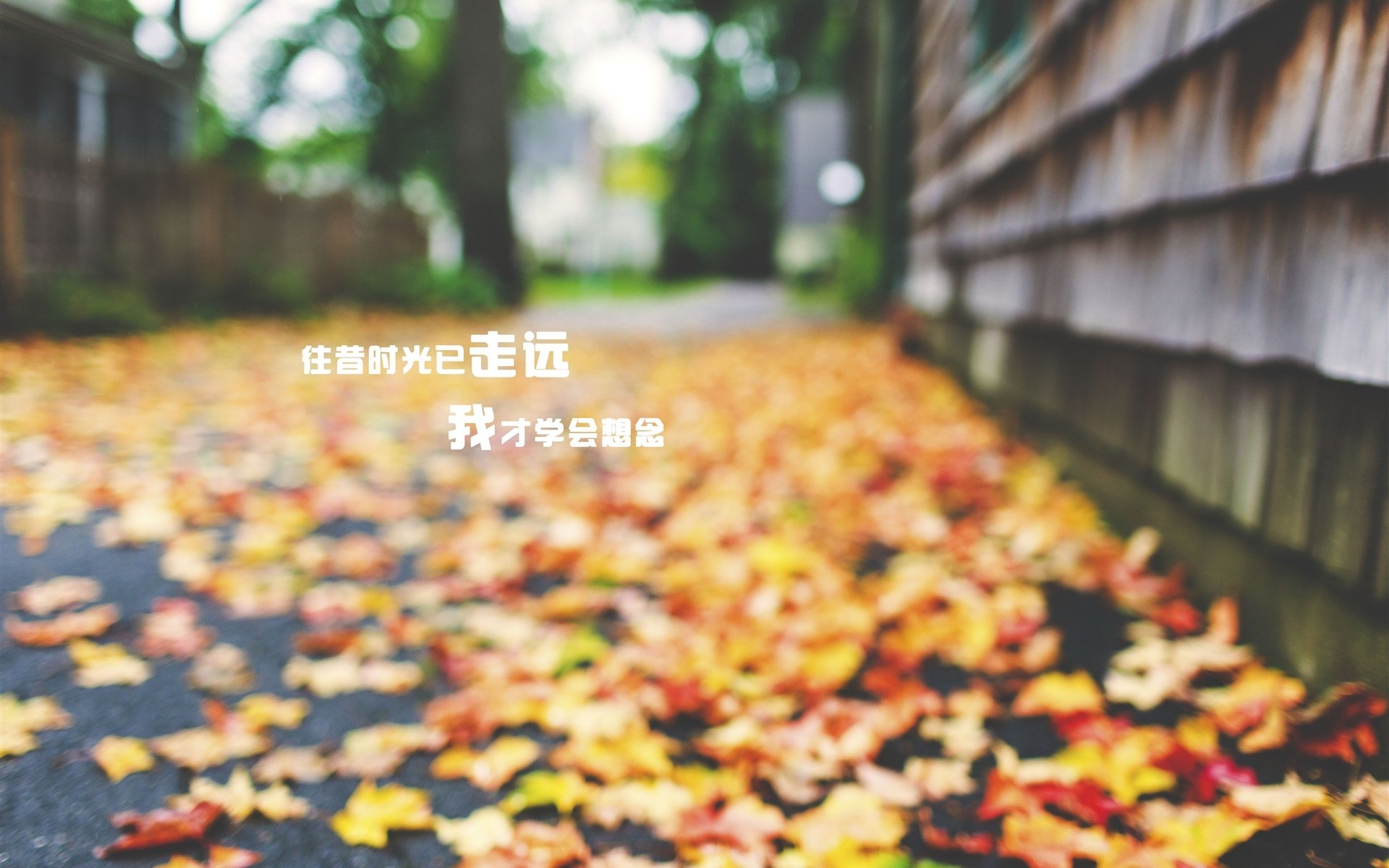 文字,语录,怀旧