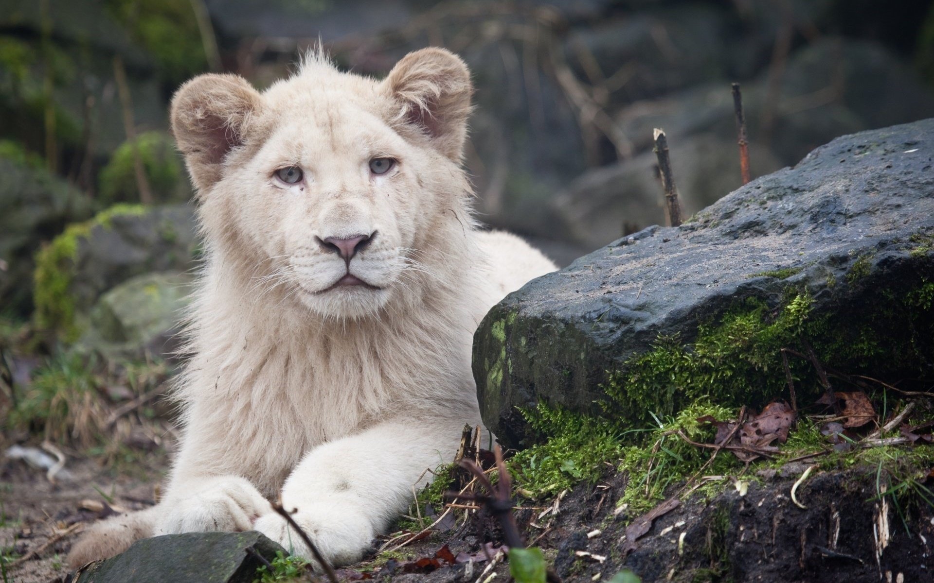 动物,野生动物,狮子,白狮
